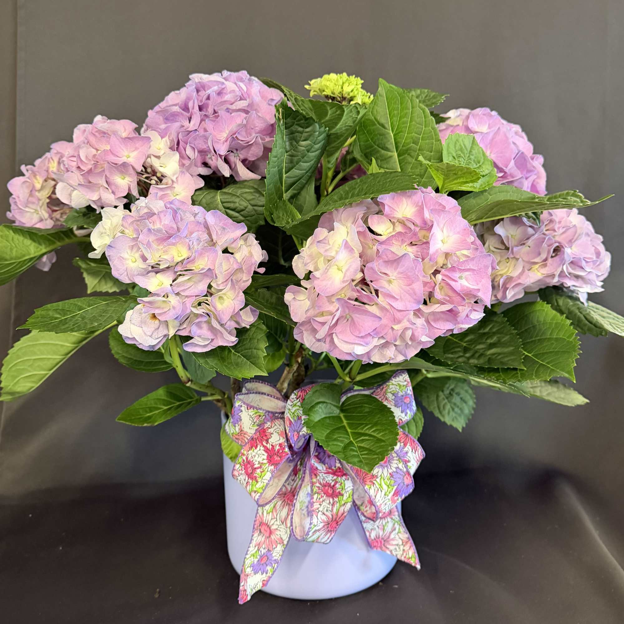 Blooming hydrangea plant in metal container

