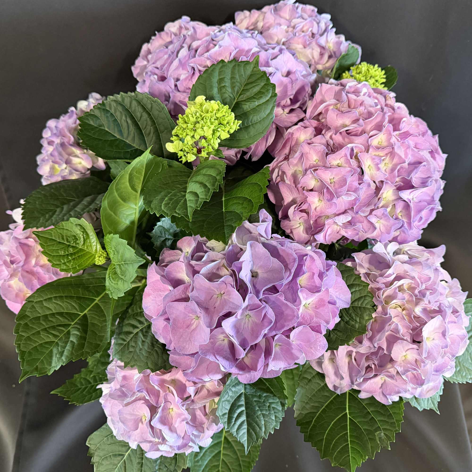 Blooming hydrangea plant in metal container

