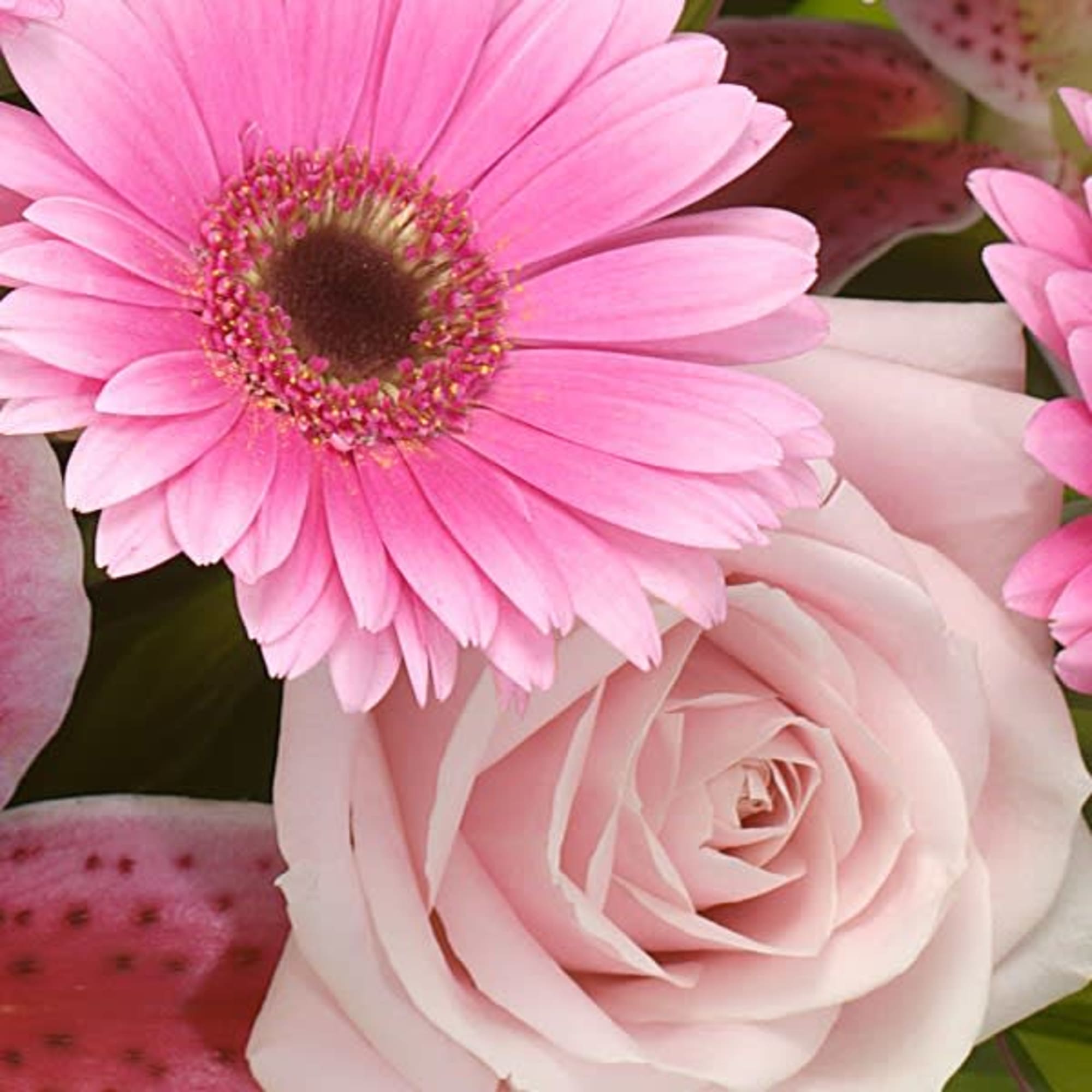 Pink gerbera daisy and pale pink rose close-up