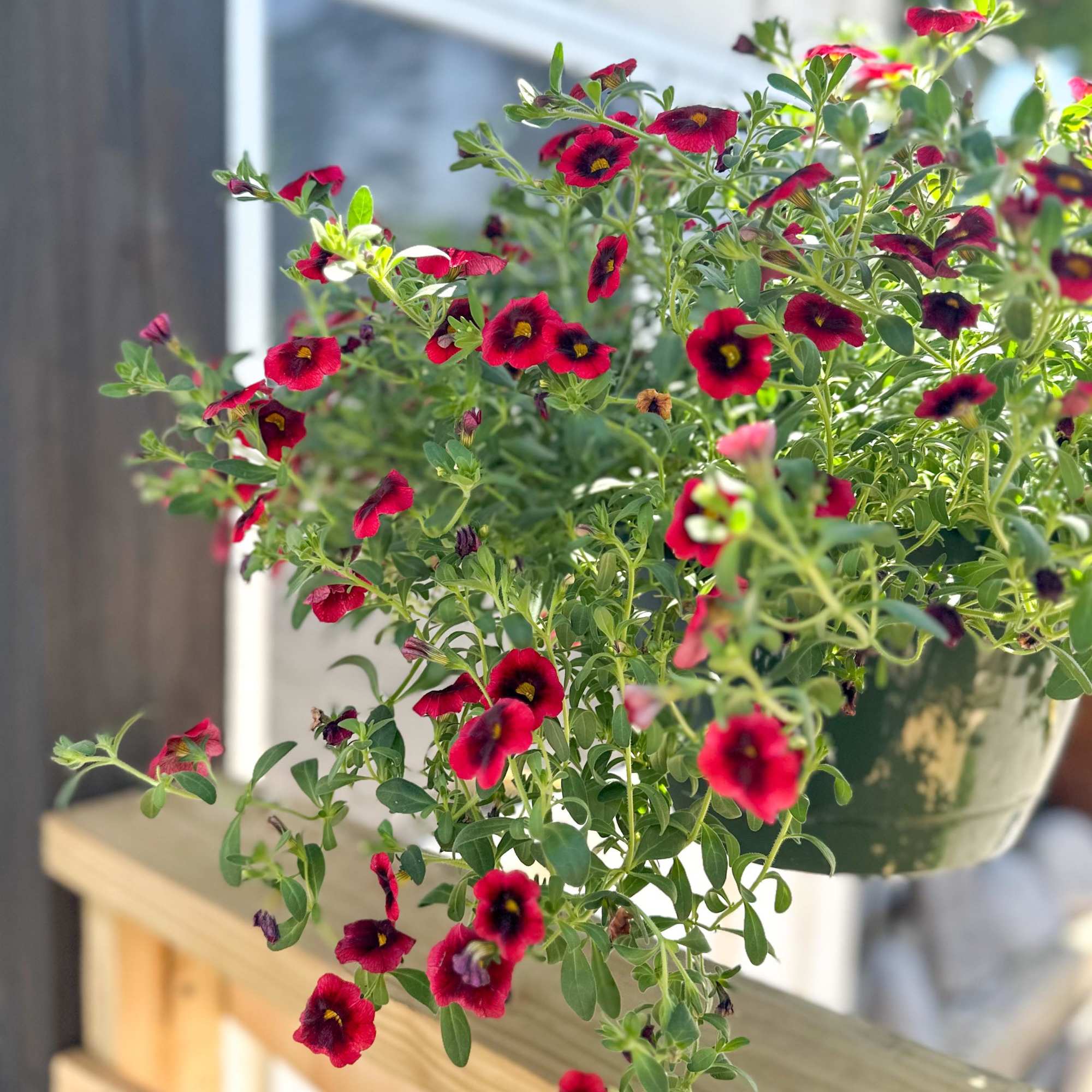Our hanging baskets are beautiful this year! These are locally grown and