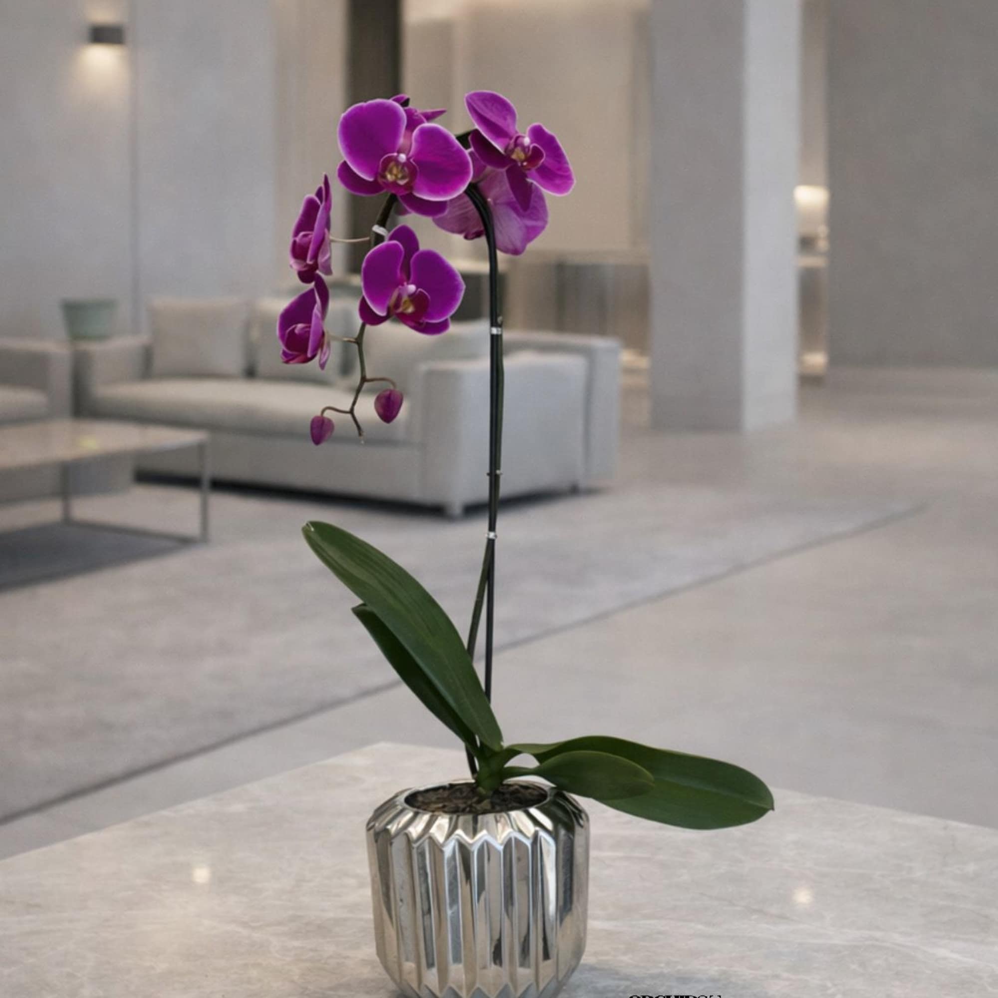 Same day Delivery Single Purple Phalaenopsis Orchid With a Vase 7"x 7"