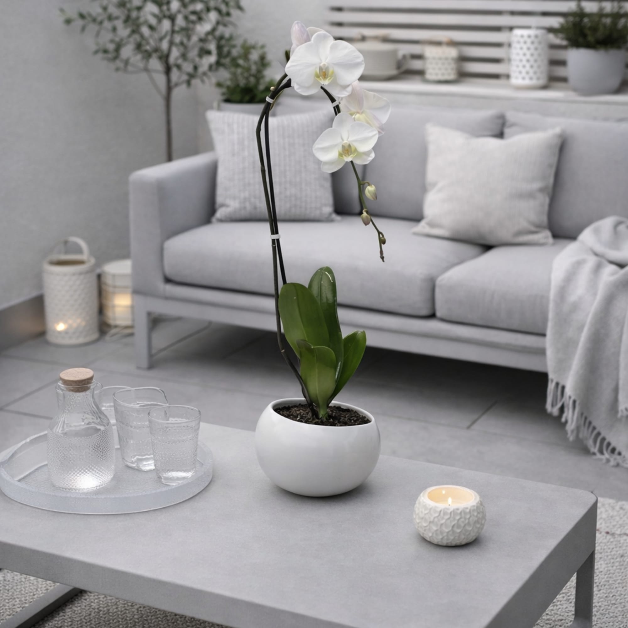 Same day Delivery Single White Phalaenopsis Orchid With a Vase 7.5"x 5.25"