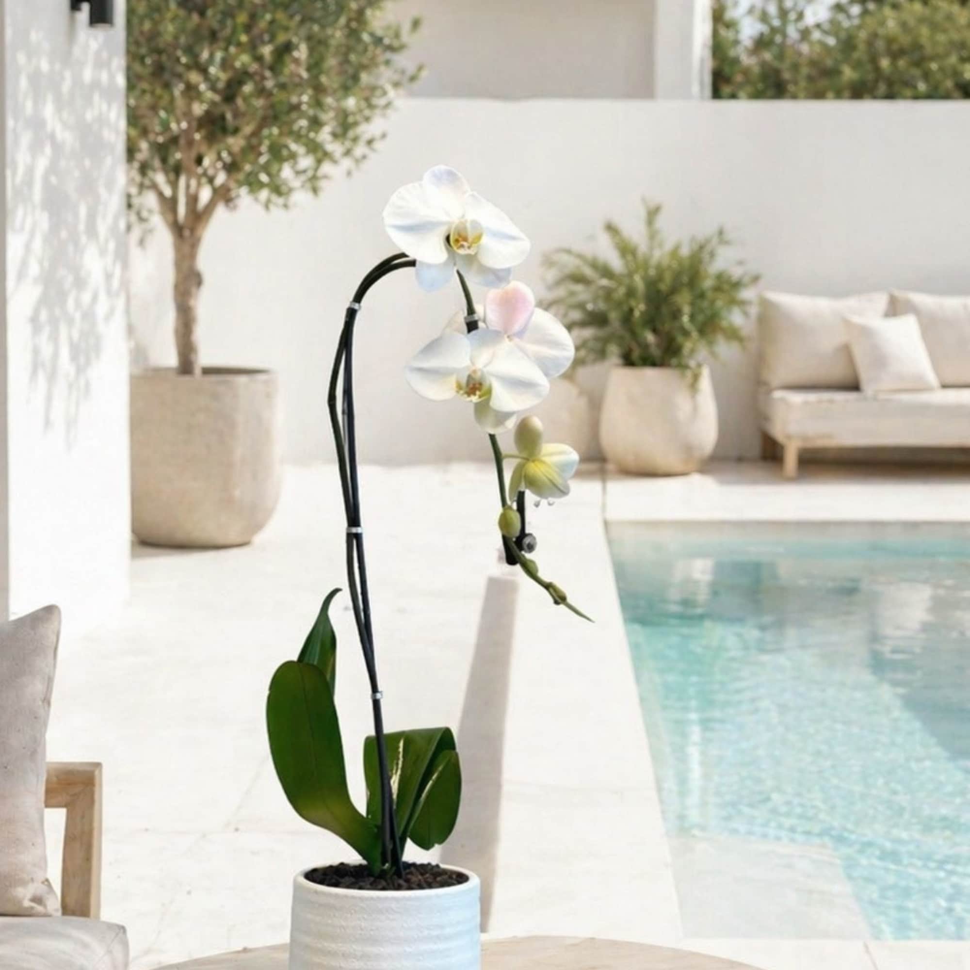 Same day Delivery Single White Phalaenopsis Orchid With a Vase 5"x 6"