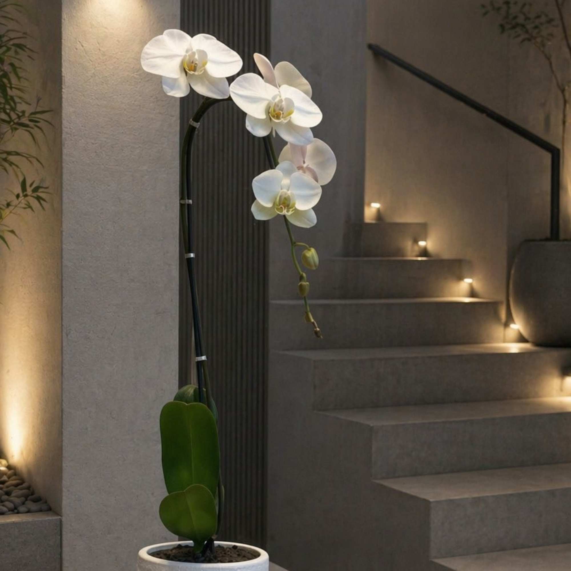 Same day Delivery Single White Phalaenopsis Orchid With a Vase 5"x 6"