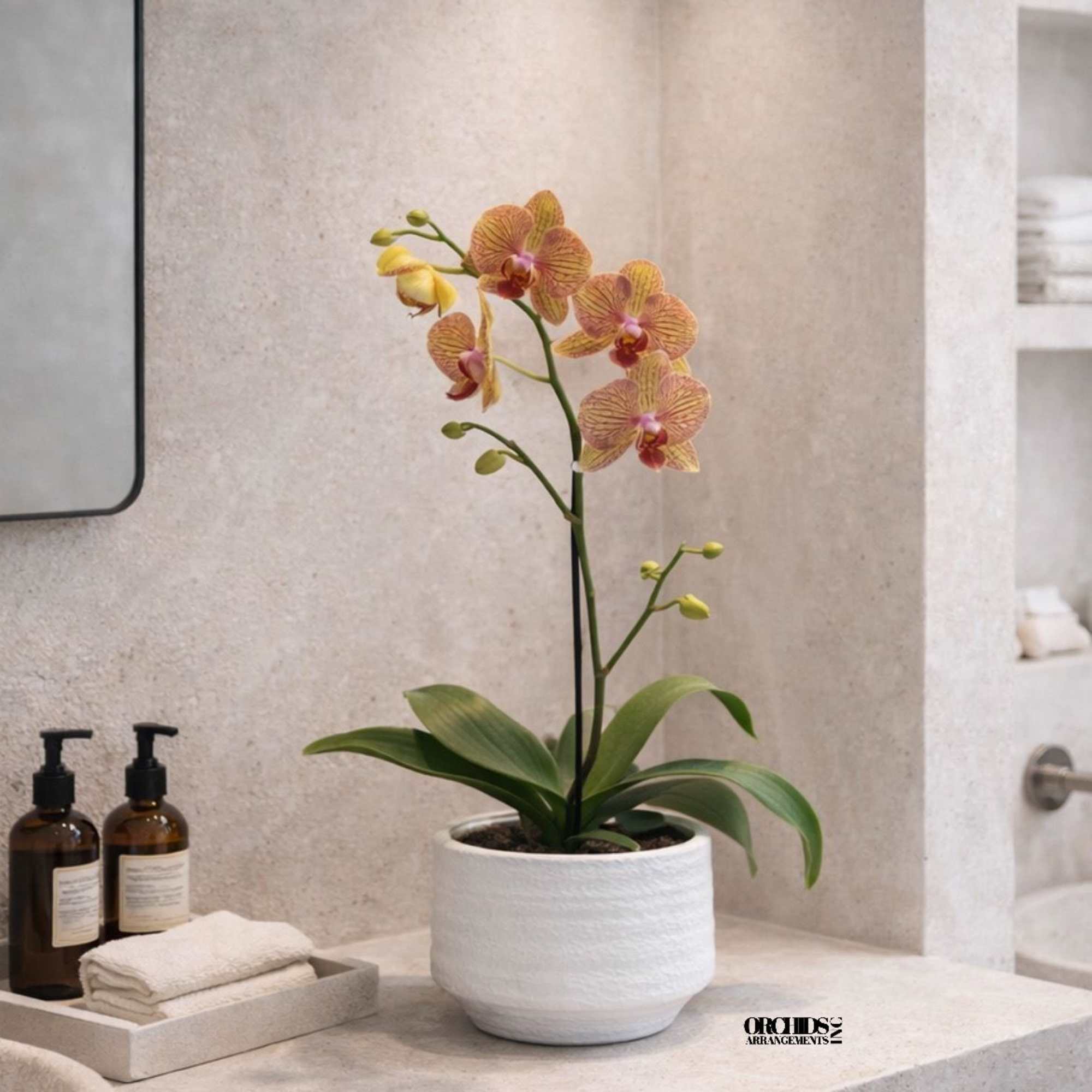 Potted orchid with orange-pink blooms in a white planter