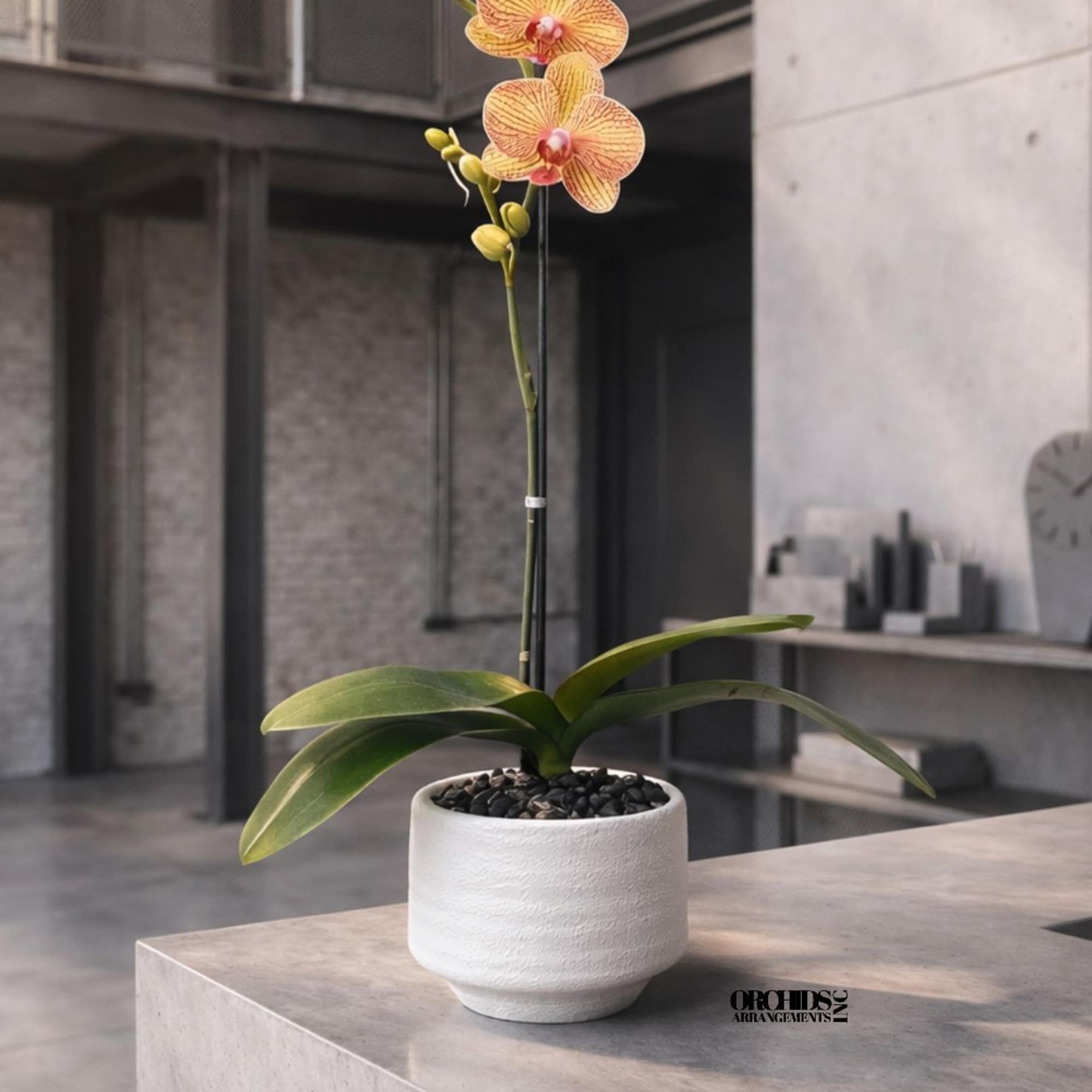 Same day Delivery Single Peach Phalaenopsis Orchid With a Vase 5"x 6"