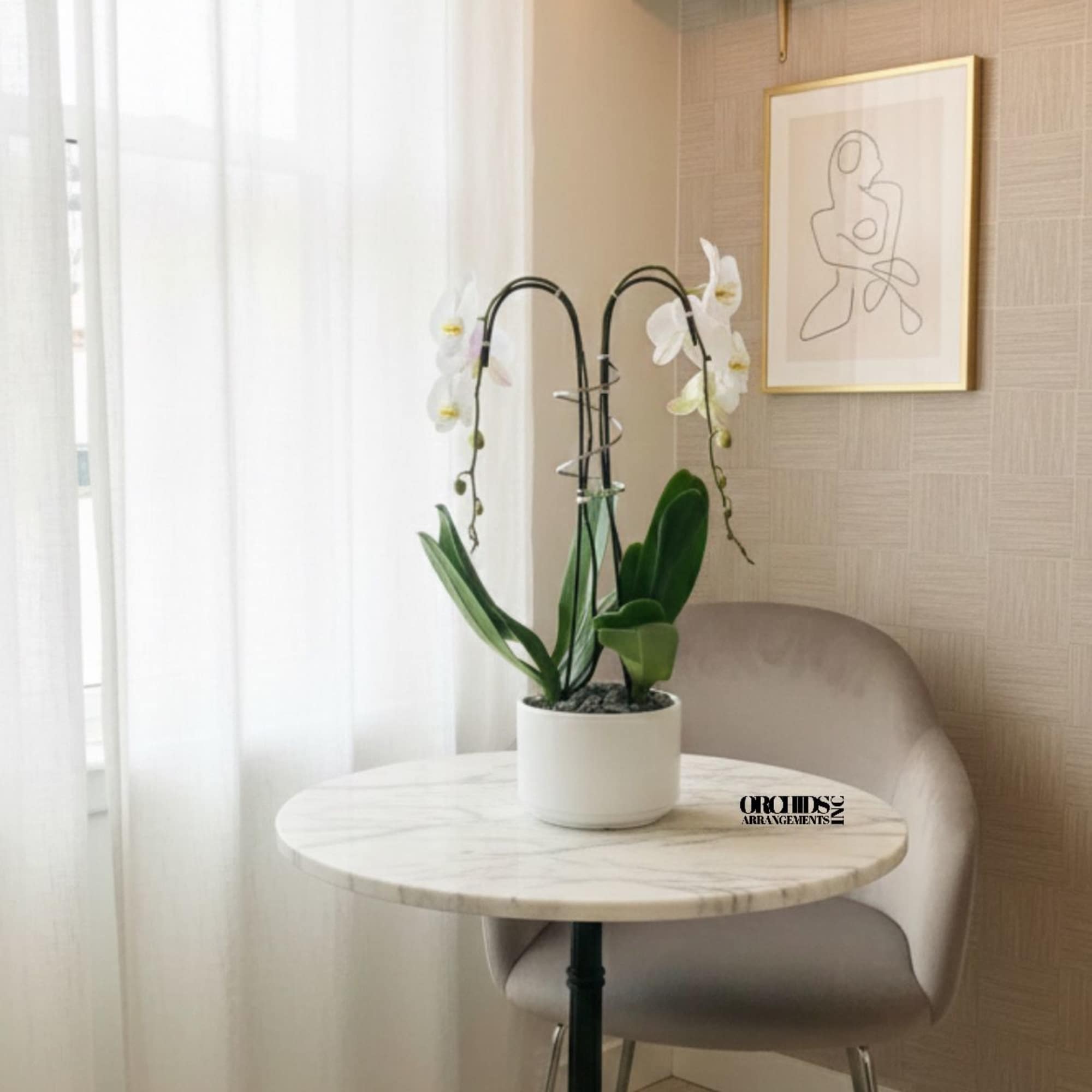 White orchid plant in a white pot on a round table