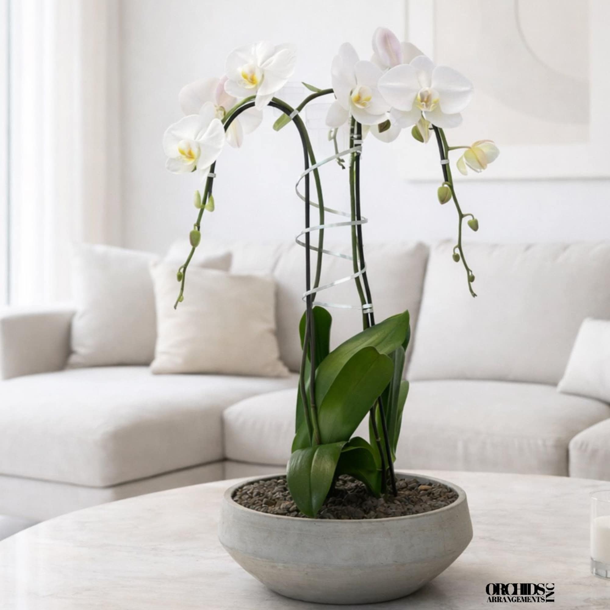 Same day Delivery Double White Phalaenopsis Orchid With a Vase 13" x