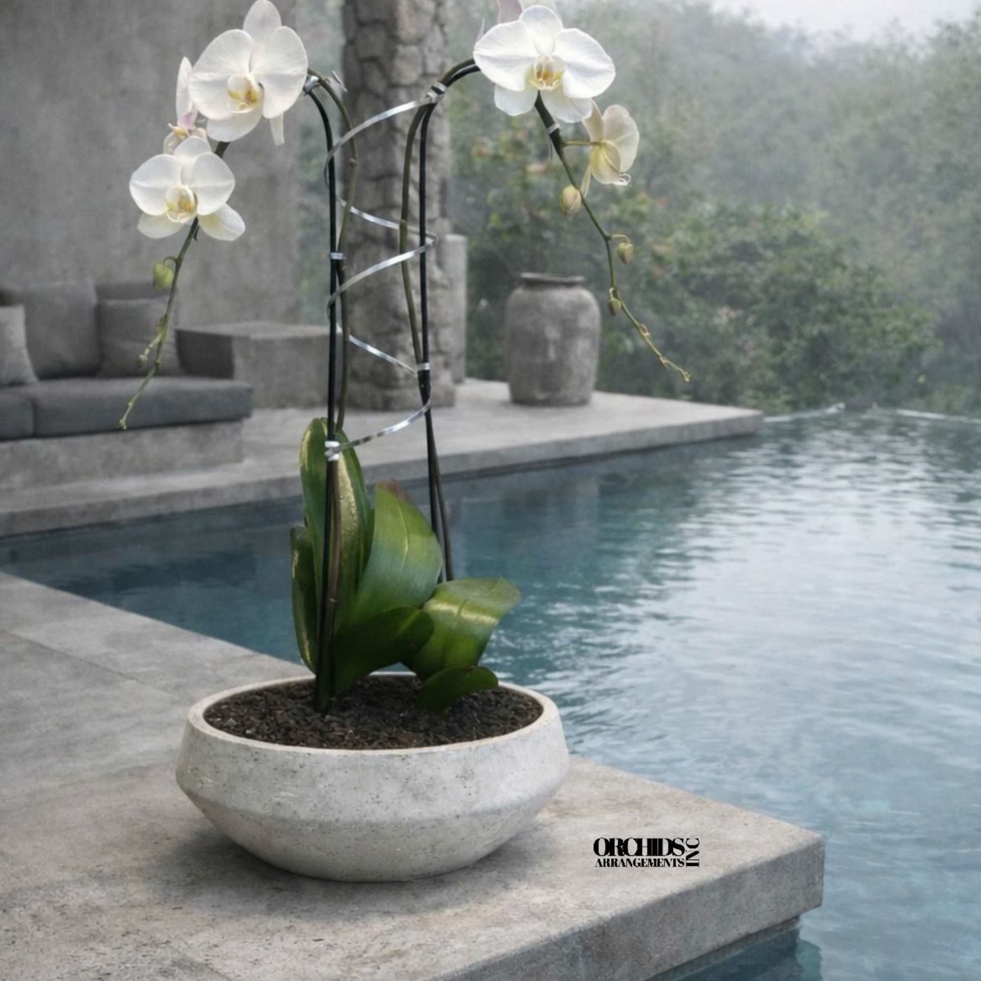 Same day Delivery Double White Phalaenopsis Orchid With a Vase 13" x