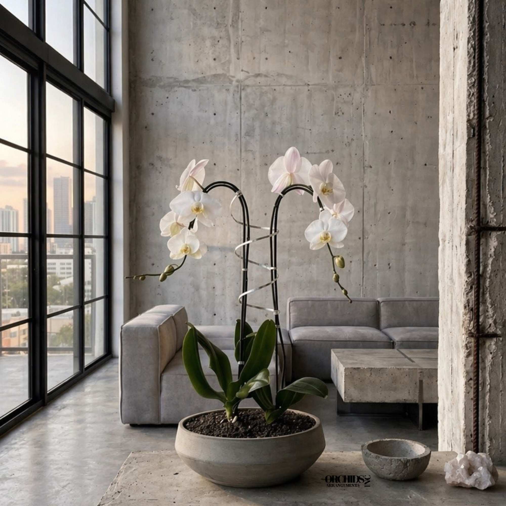 Same day Delivery Double White Phalaenopsis Orchid With a Vase 13" x