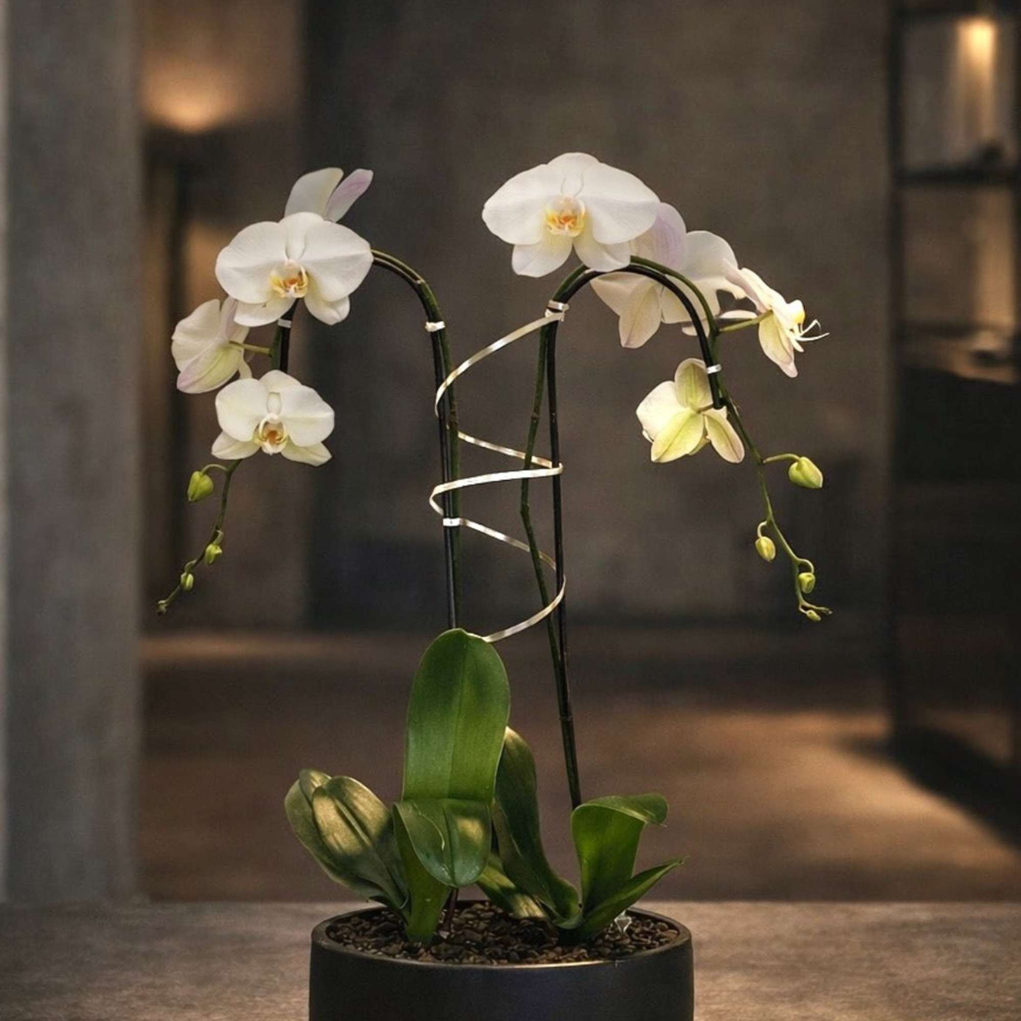 Same day Delivery Double White Phalaenopsis Orchid With a Vase 12" x