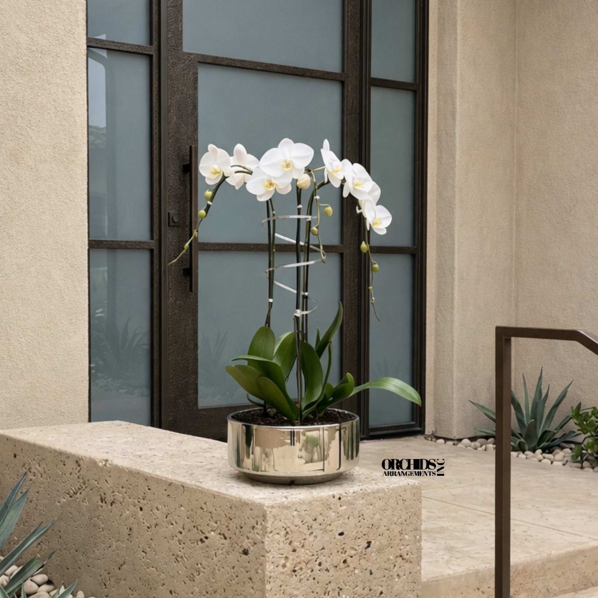 Same day Delivery Triple White Phalaenopsis Orchid With a Vase 12" x