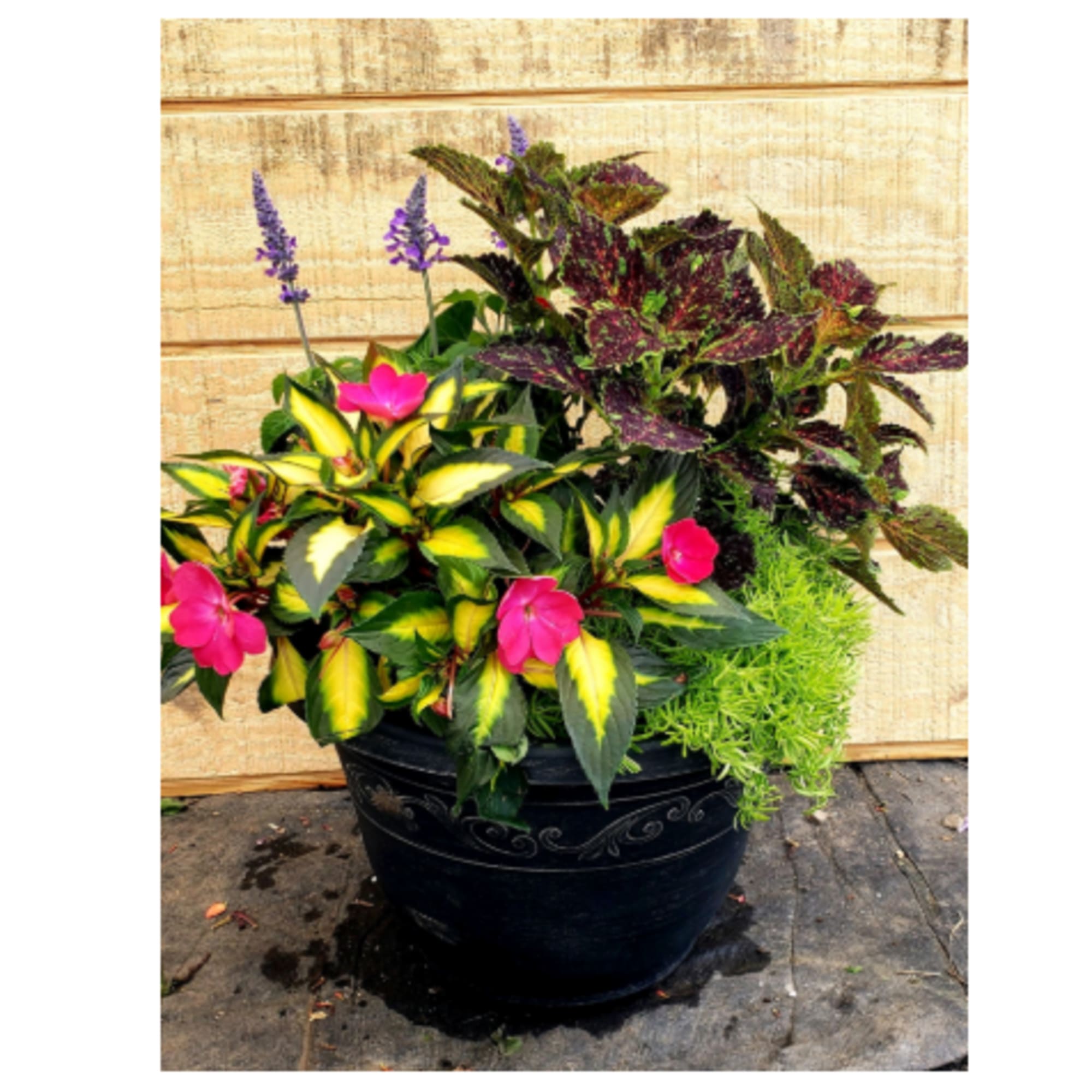 Potted mixed foliage plant with pink blooms in a black container