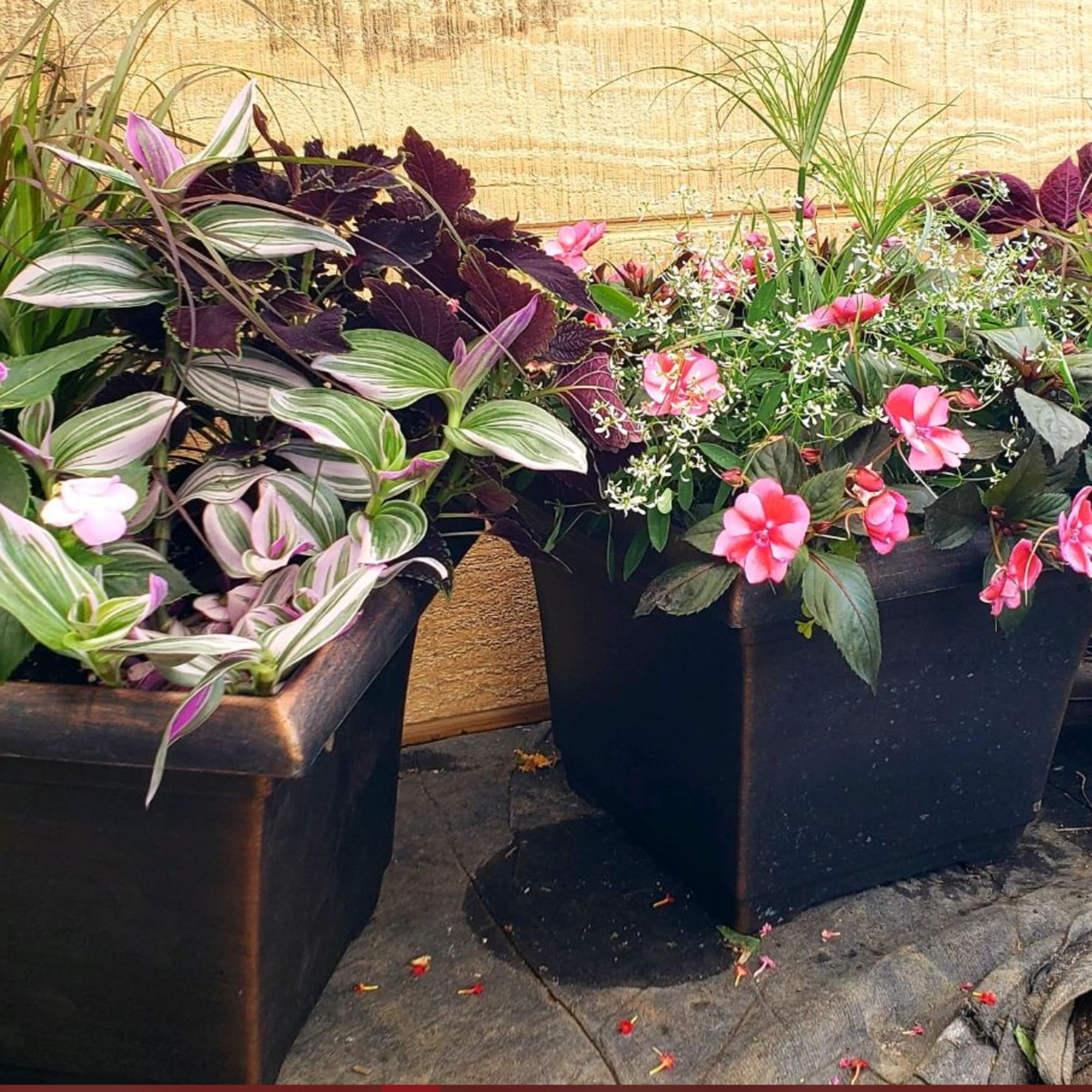 Three planter boxes filled with pink flowering plants and variegated foliage