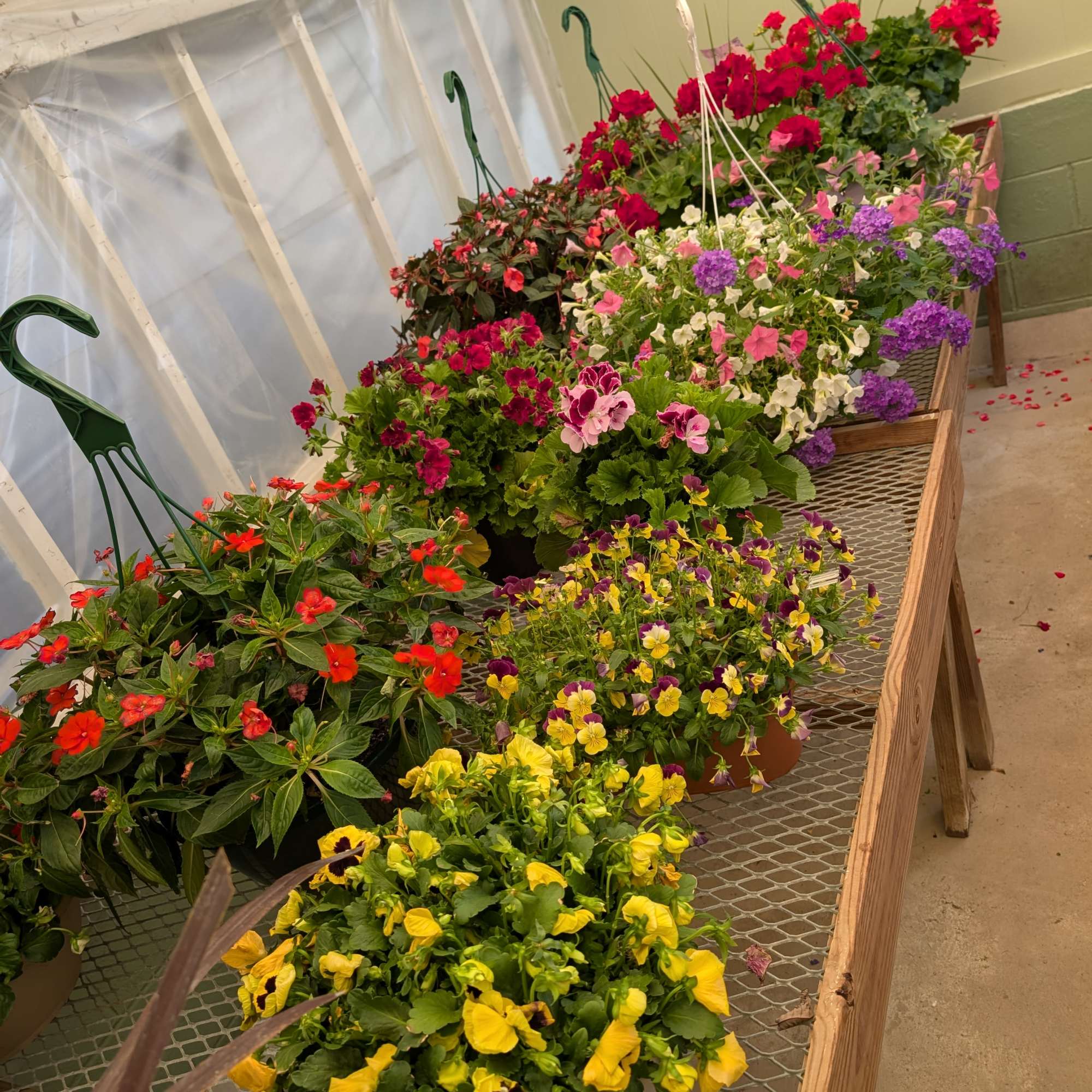 Variety of hanging baskets. 
