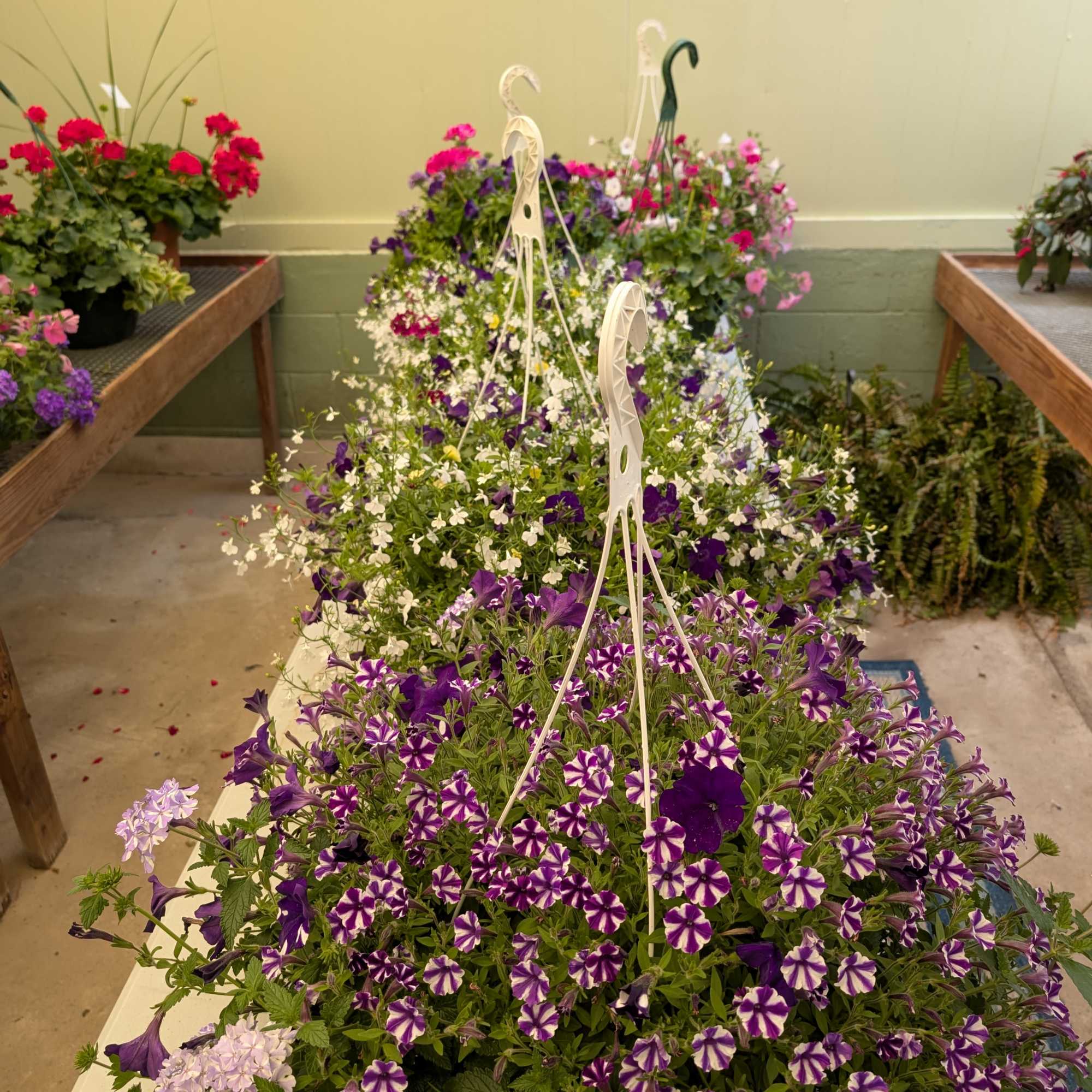 Variety of hanging baskets. 