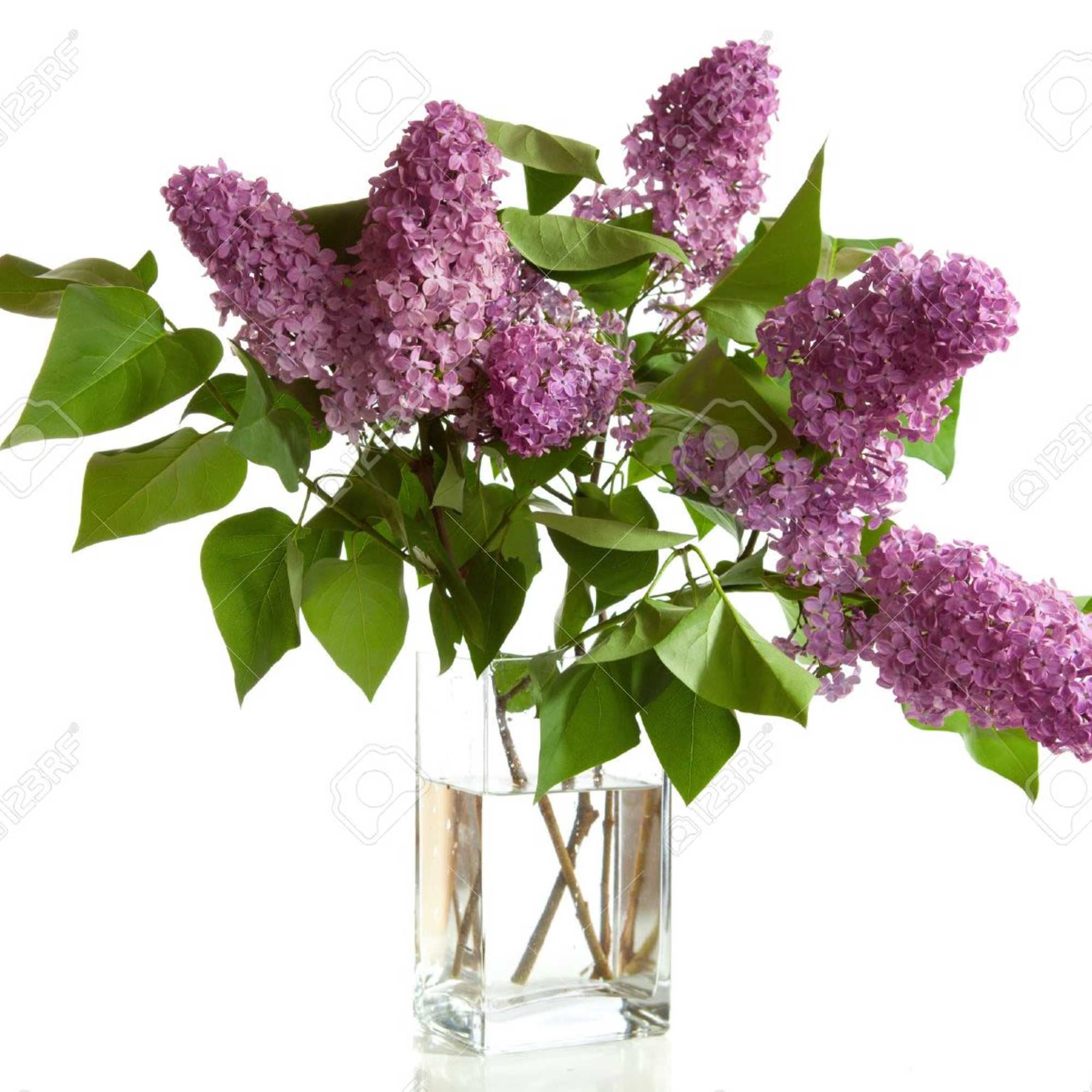 Is there anything that can remind us of spring up north better