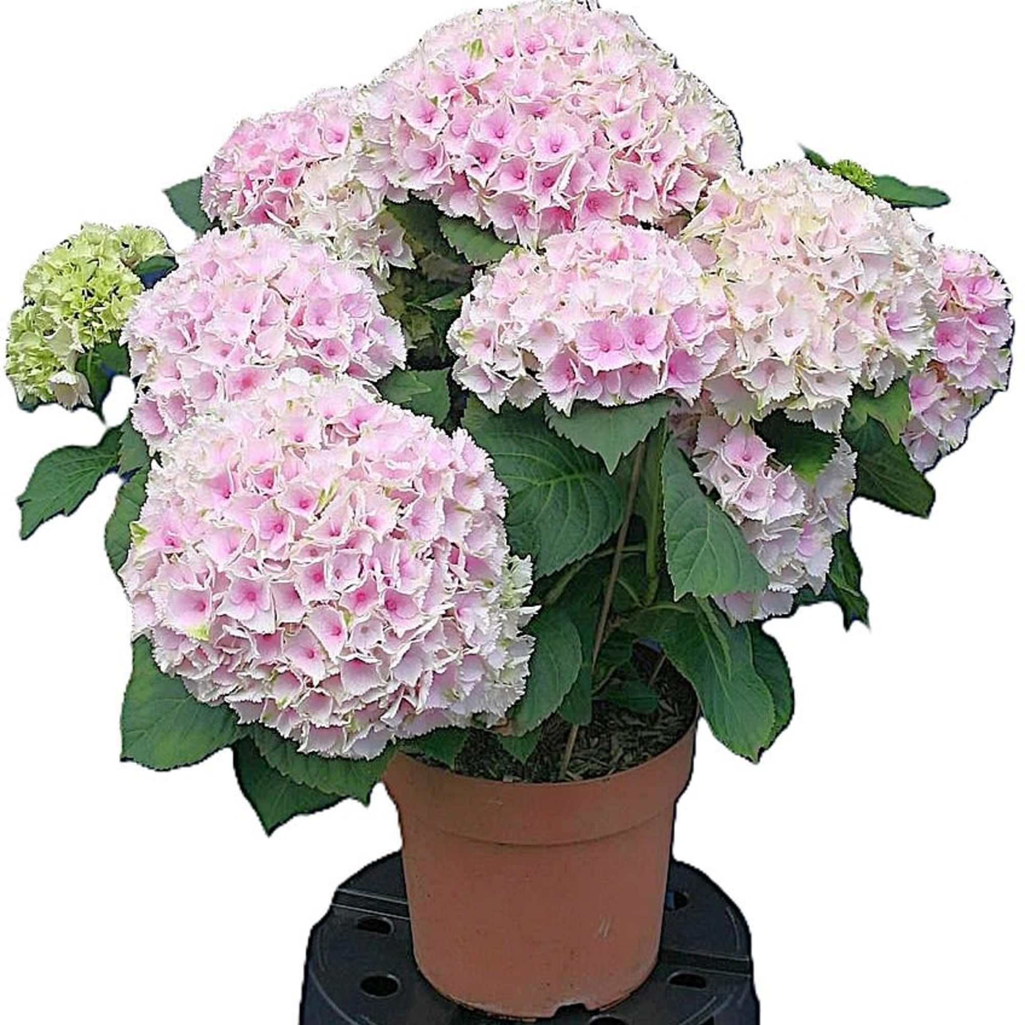 Potted hydrangea plant with pink and white blooms
