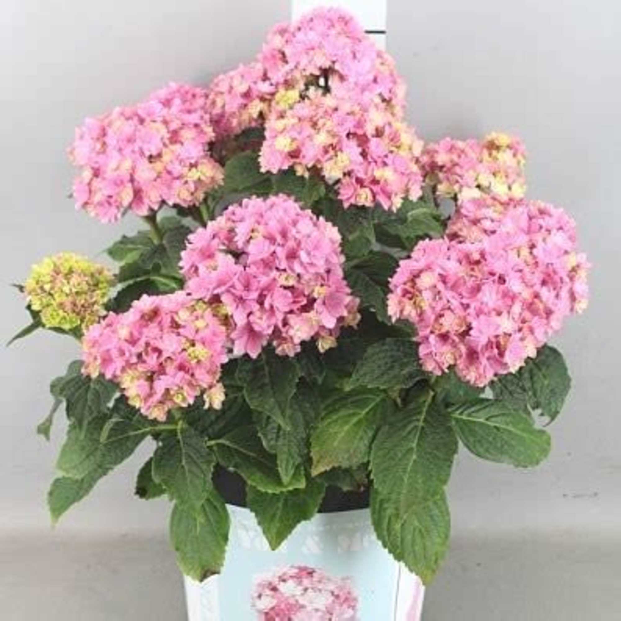 Potted pink hydrangea plant with large blooms