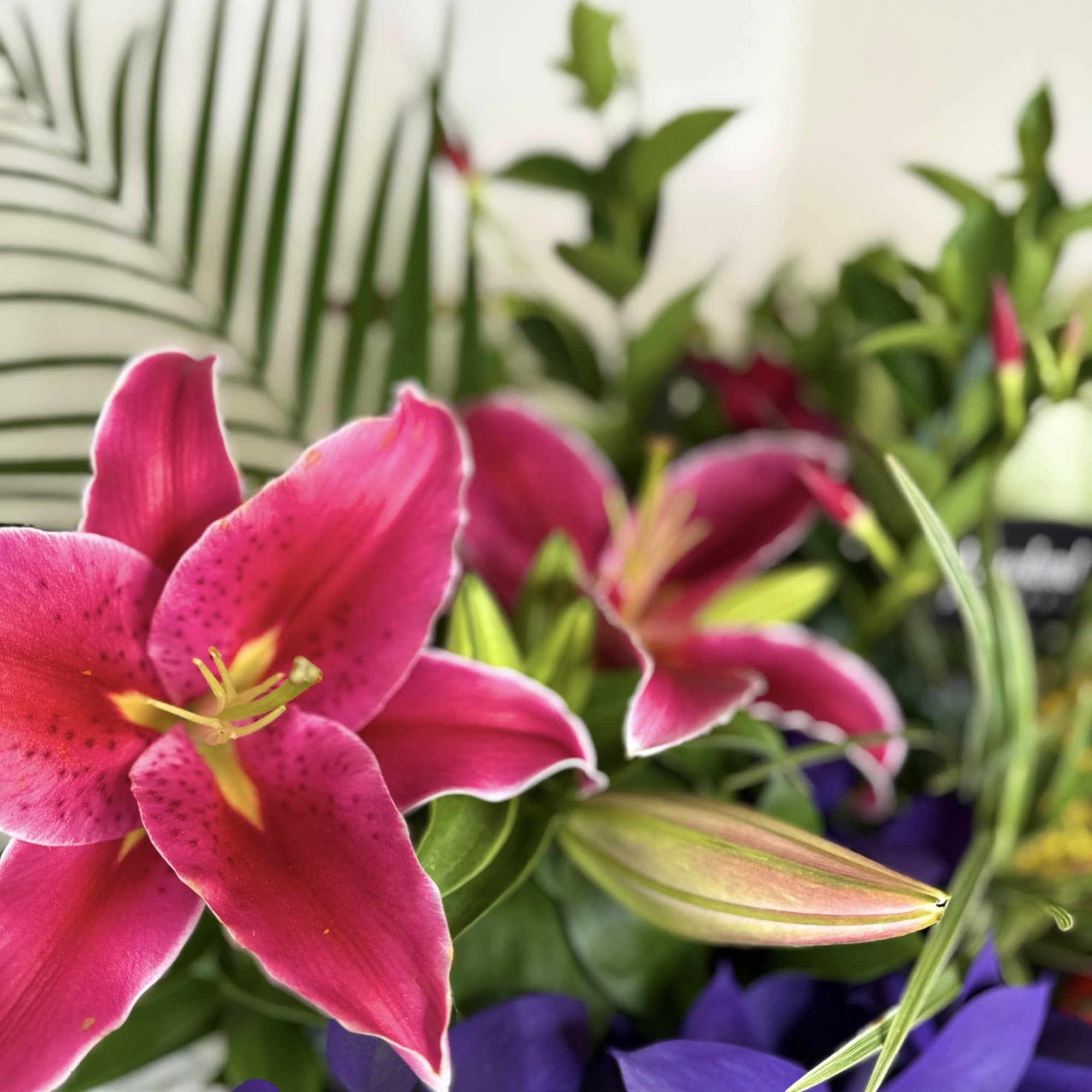 Not flowers

something that stays
something that grows

this design features a curated selection of
