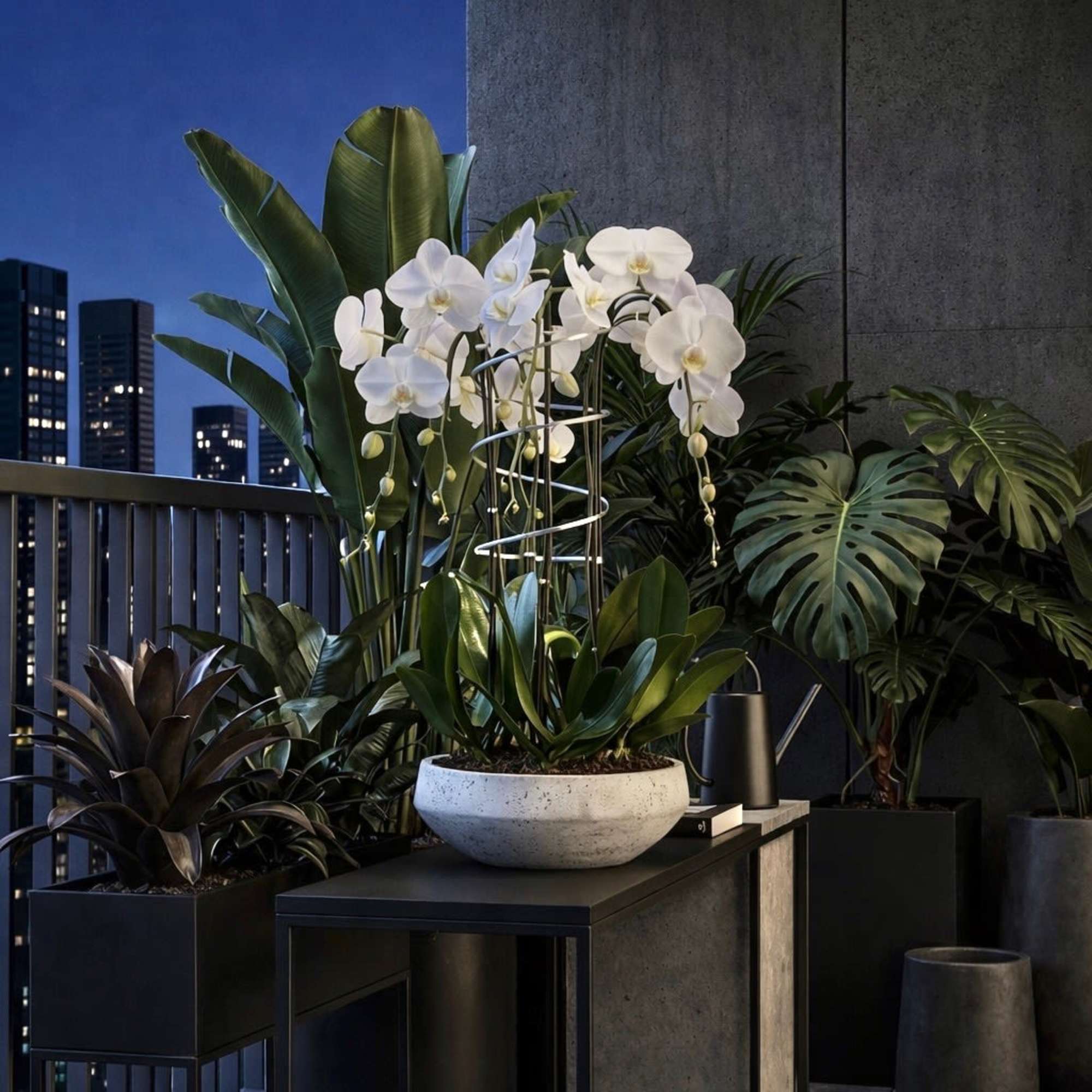 Same day Delivery Six White Phalaenopsis Orchid With a Vase 13" x