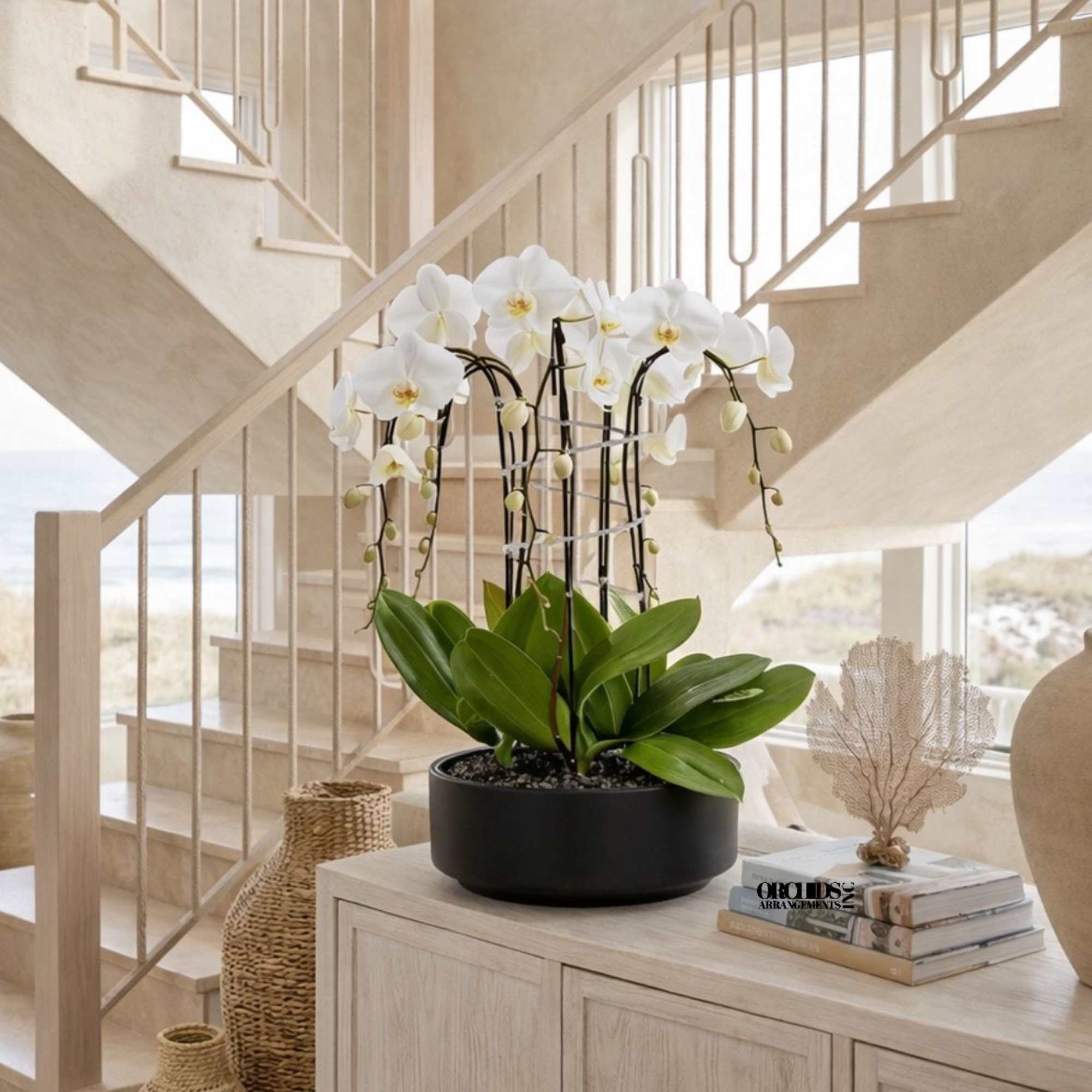 White orchids in a black pot on a light wood cabinet