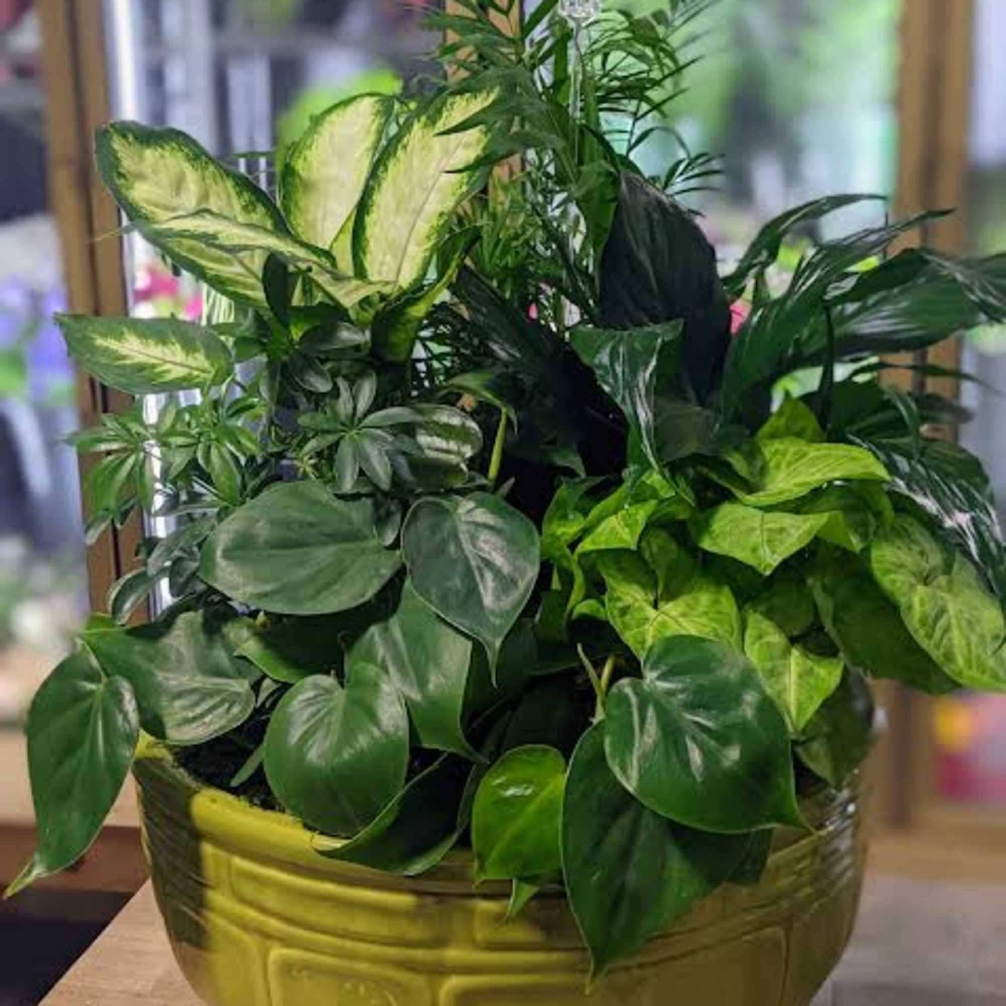 Mixed green houseplants in a gold ceramic bowl planter