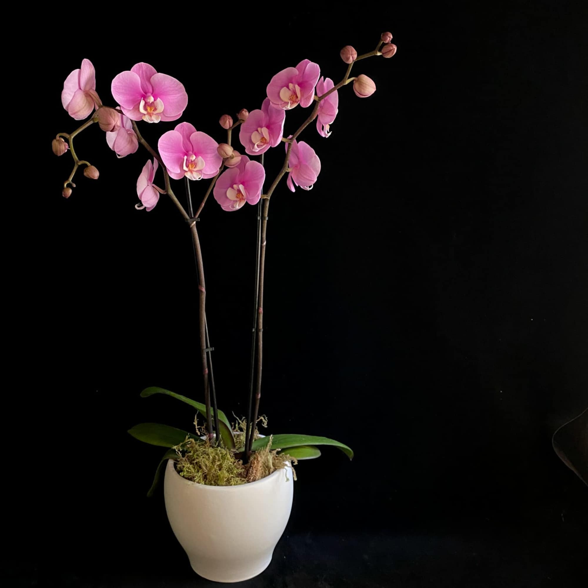 A beautiful flowering Orchid, planted in a modern ceramic pot. Choose white