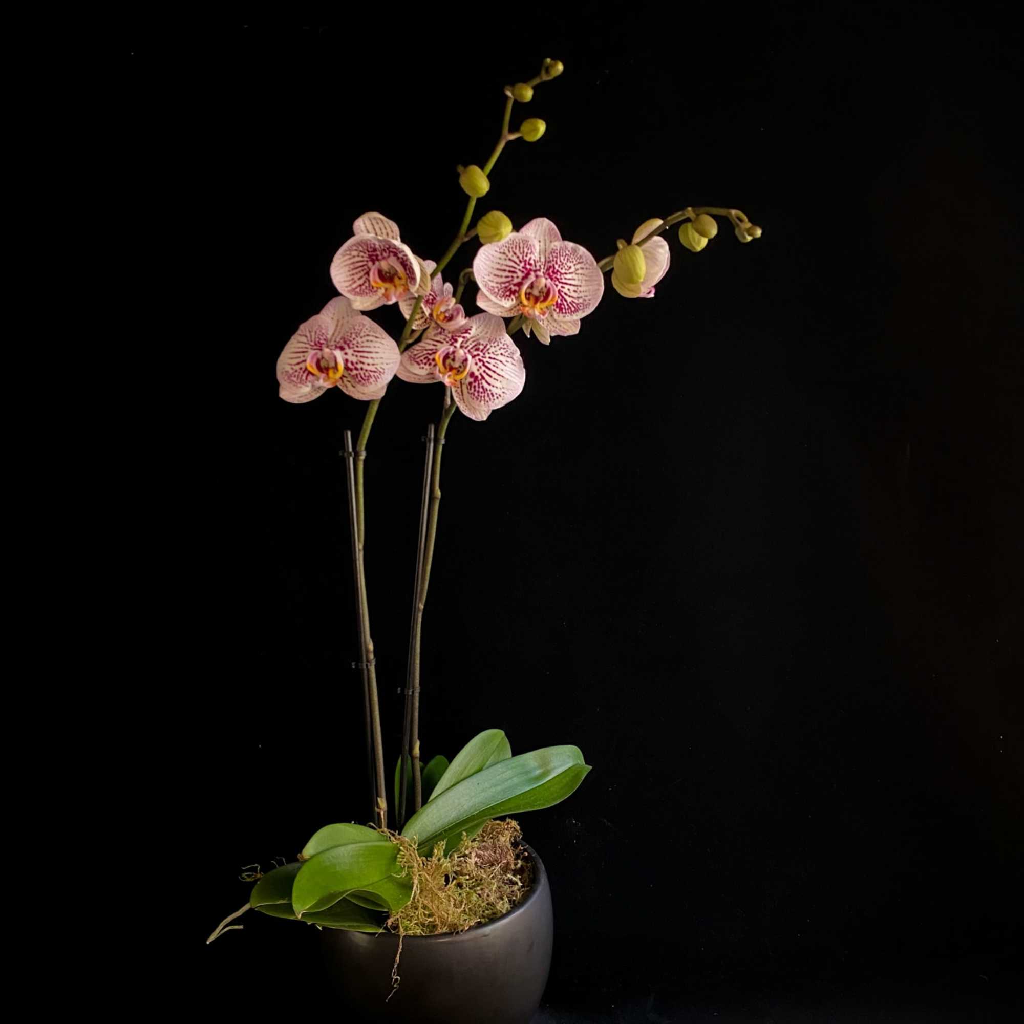 A beautiful flowering Orchid, planted in a modern ceramic pot. Choose white