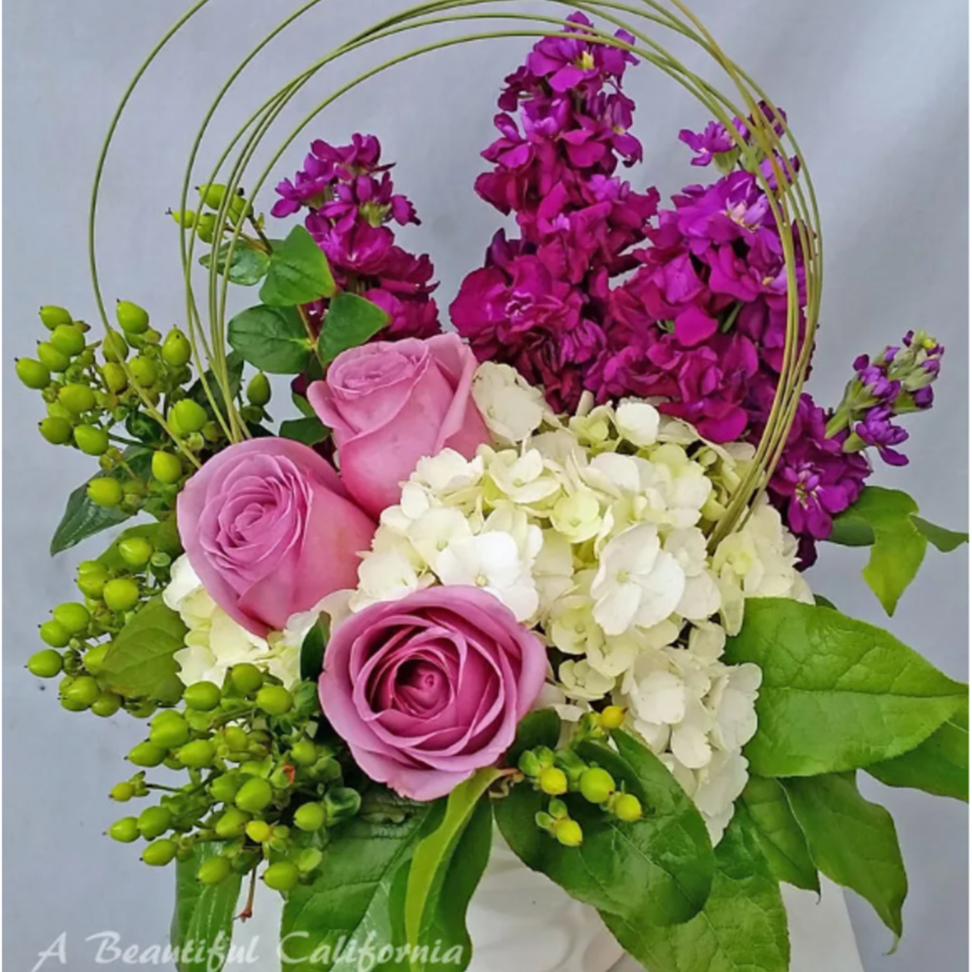 Bailey Boo, Lavender Roses and White Hydrangea, accented by green coffee bean