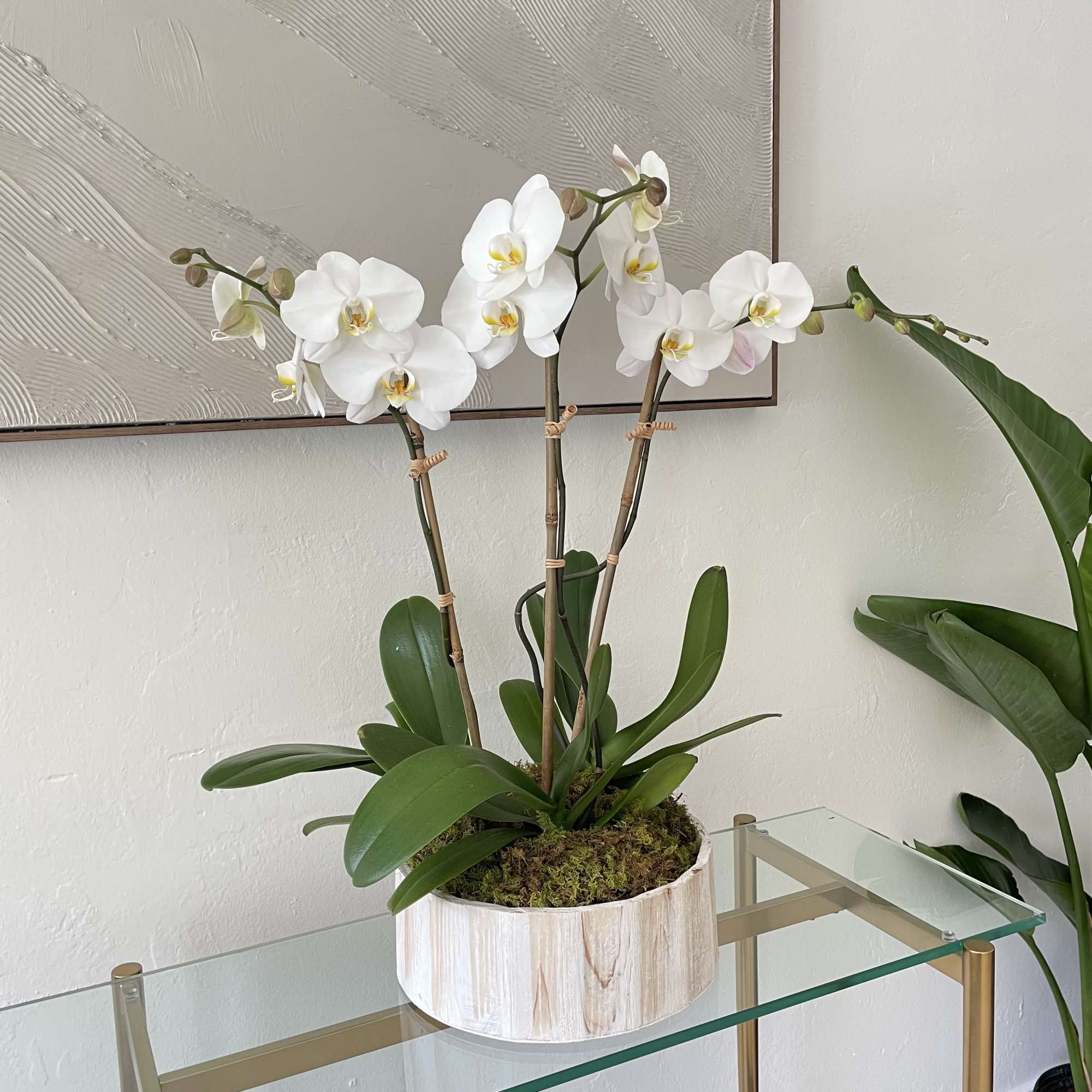 White orchid plant in a round white pot on a glass table