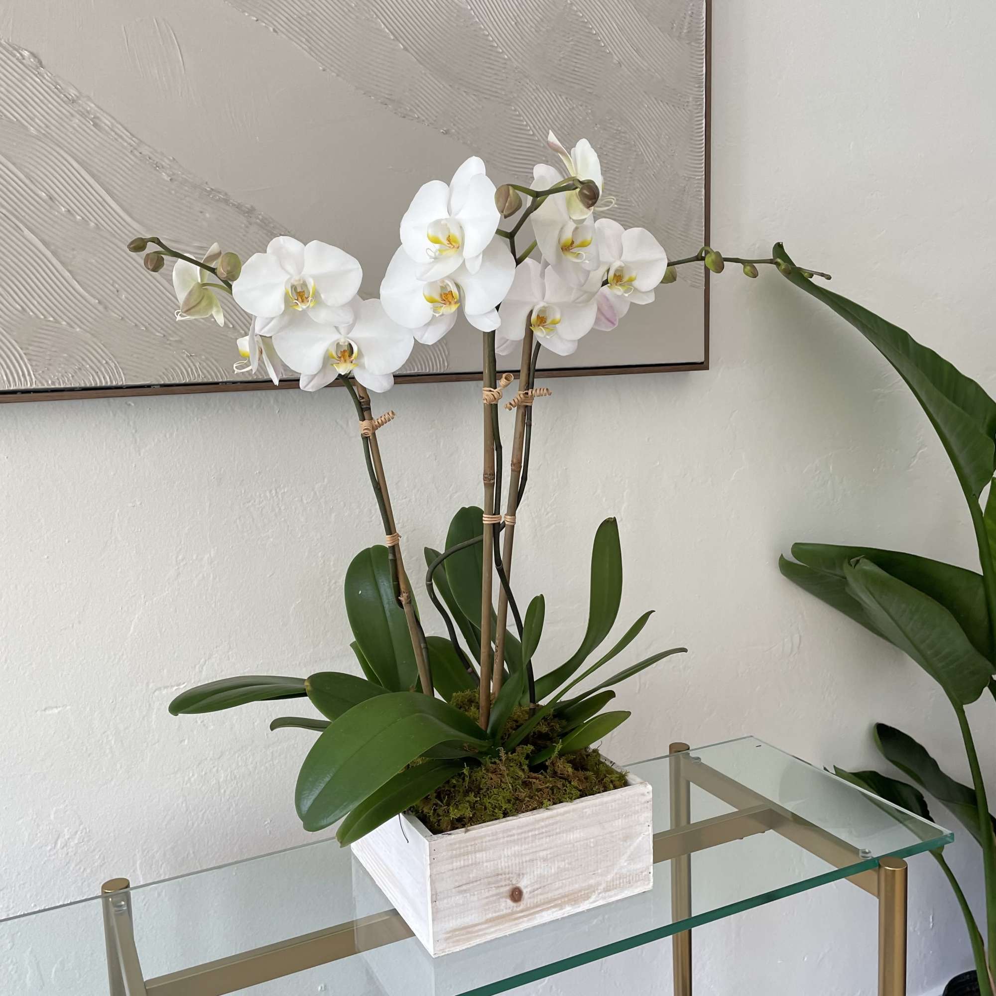White orchid plant in a square white planter on a glass table