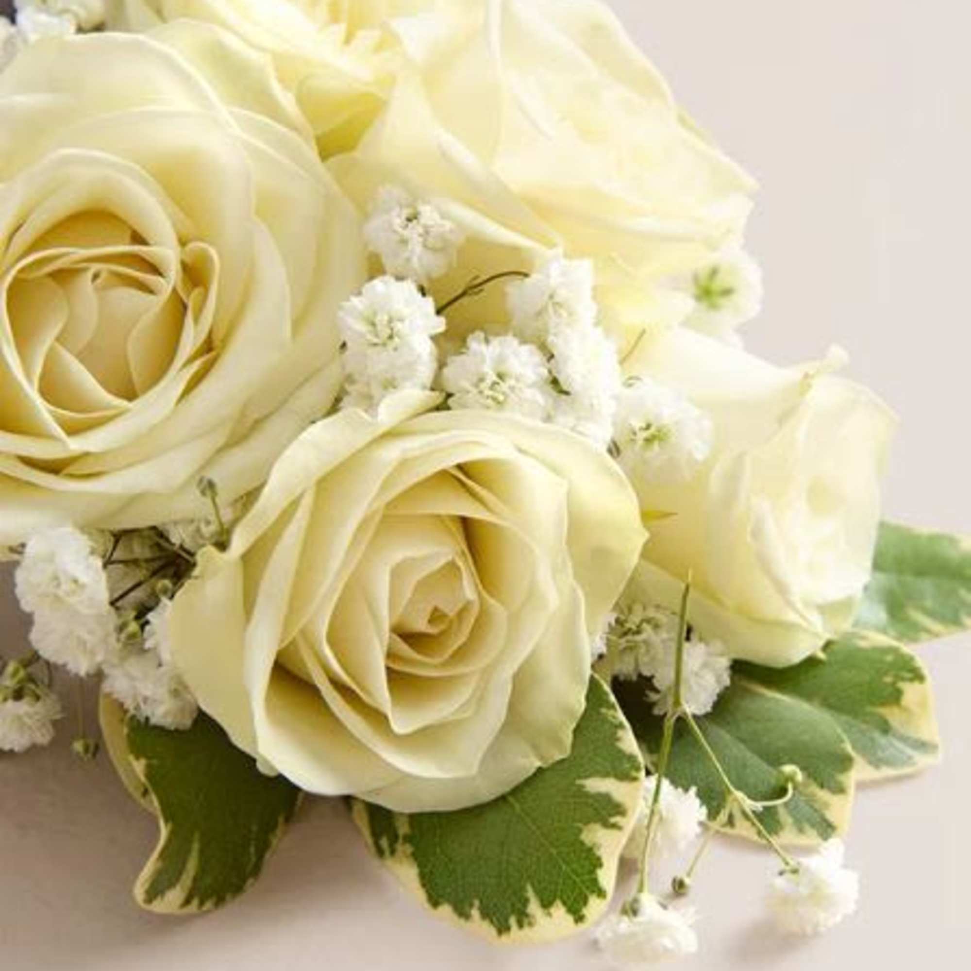  Pet Friendly?
NO . While spray roses and baby&rsquo;s breath are not