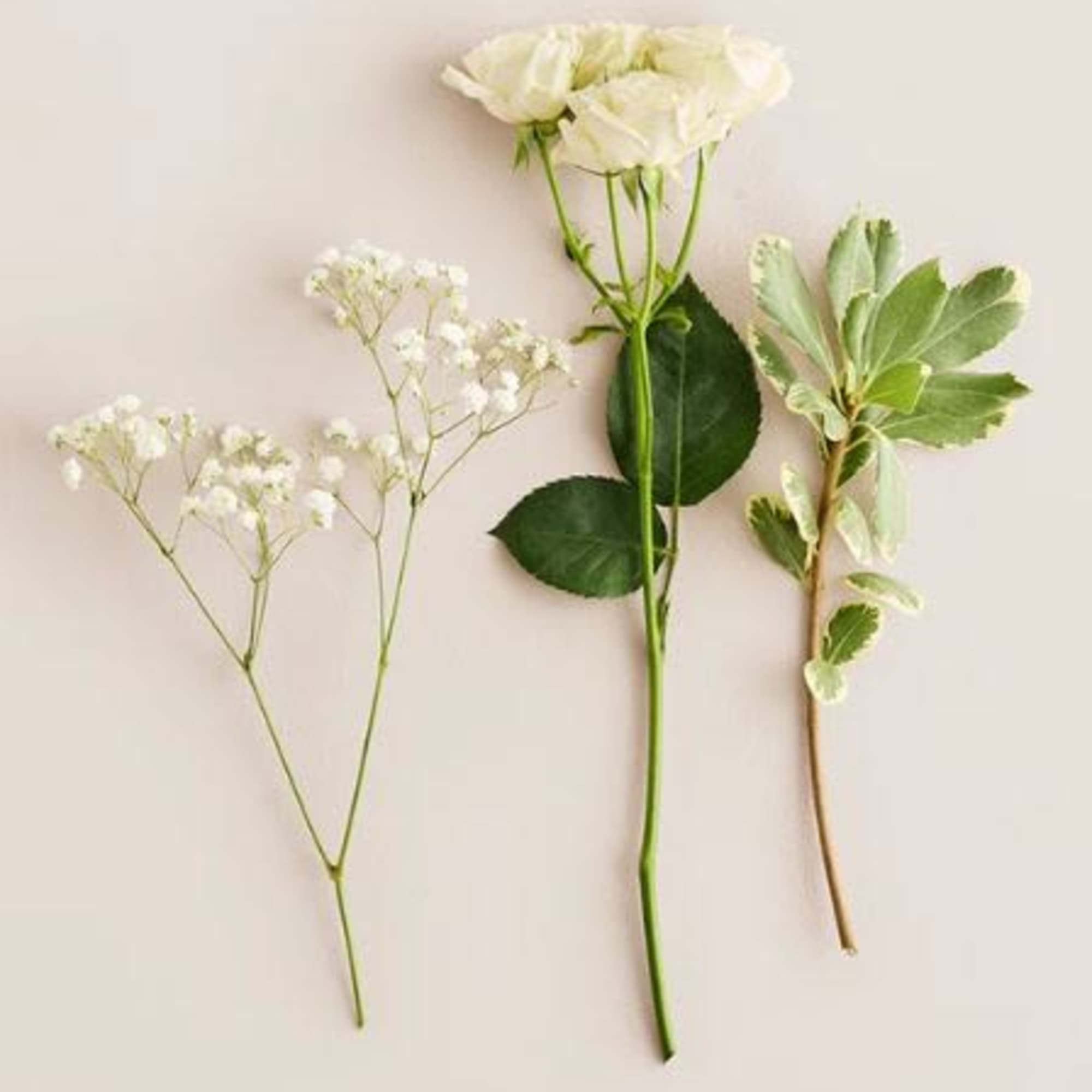  Pet Friendly?
NO . Baby&rsquo;s breath can cause mild stomach upset for