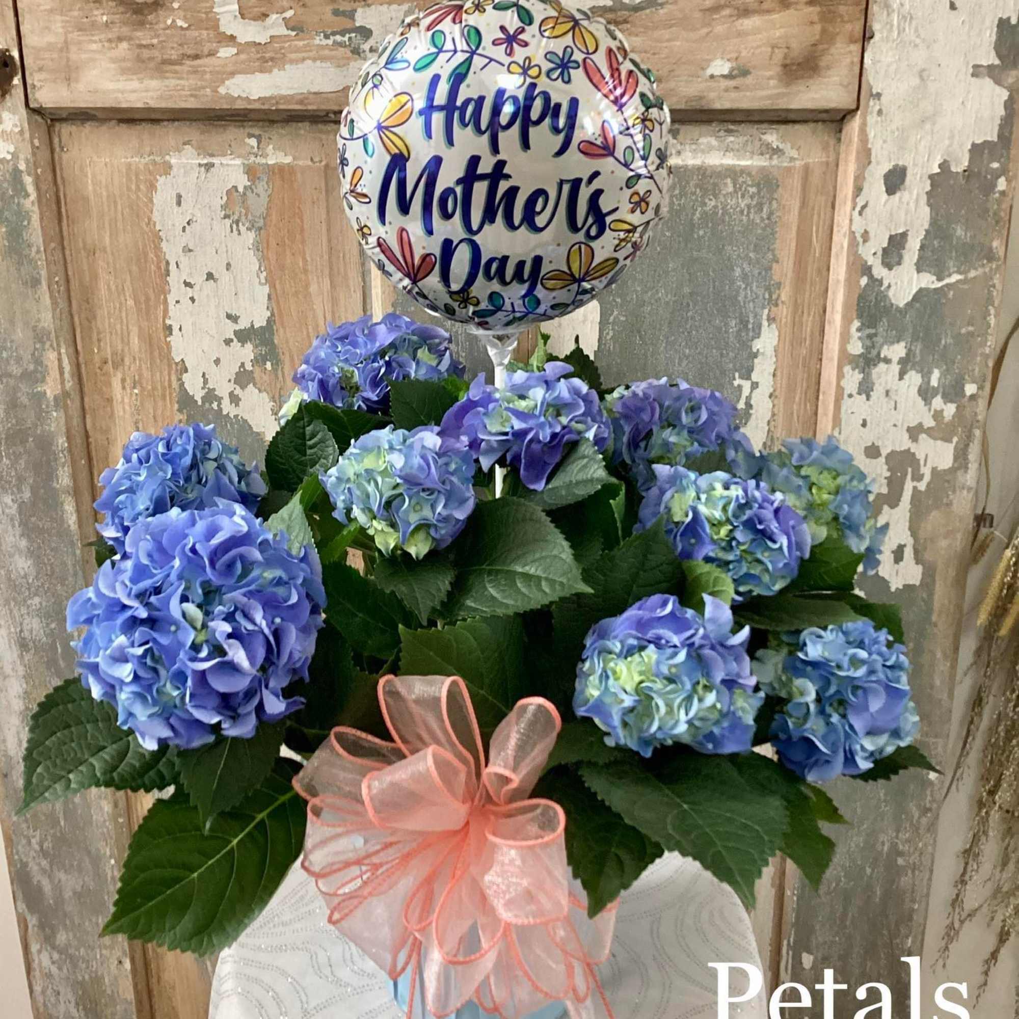 Blue hydrangea arrangement with a Mother's Day balloon and pink ribbon