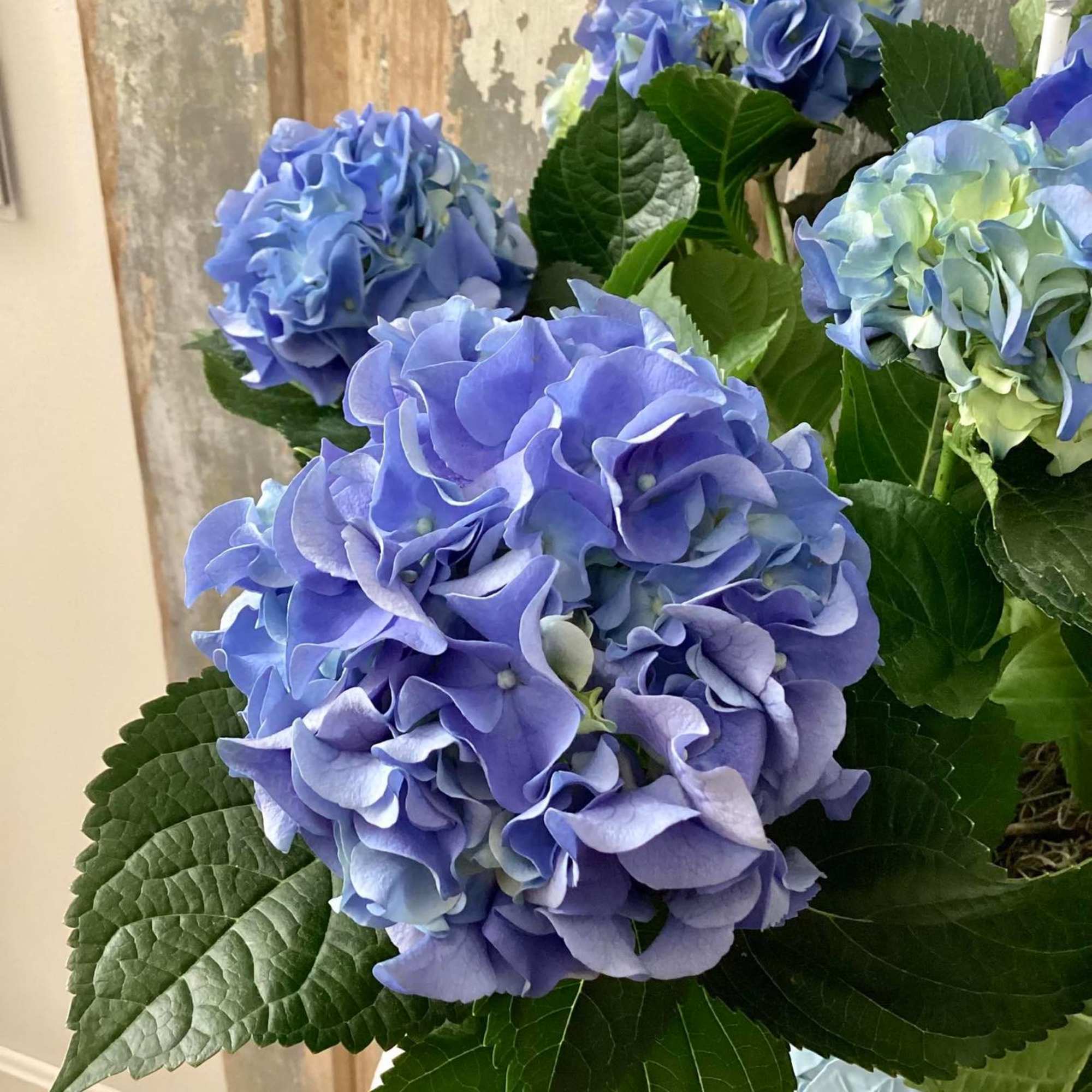 Blue hydrangea blooms with large green leaves