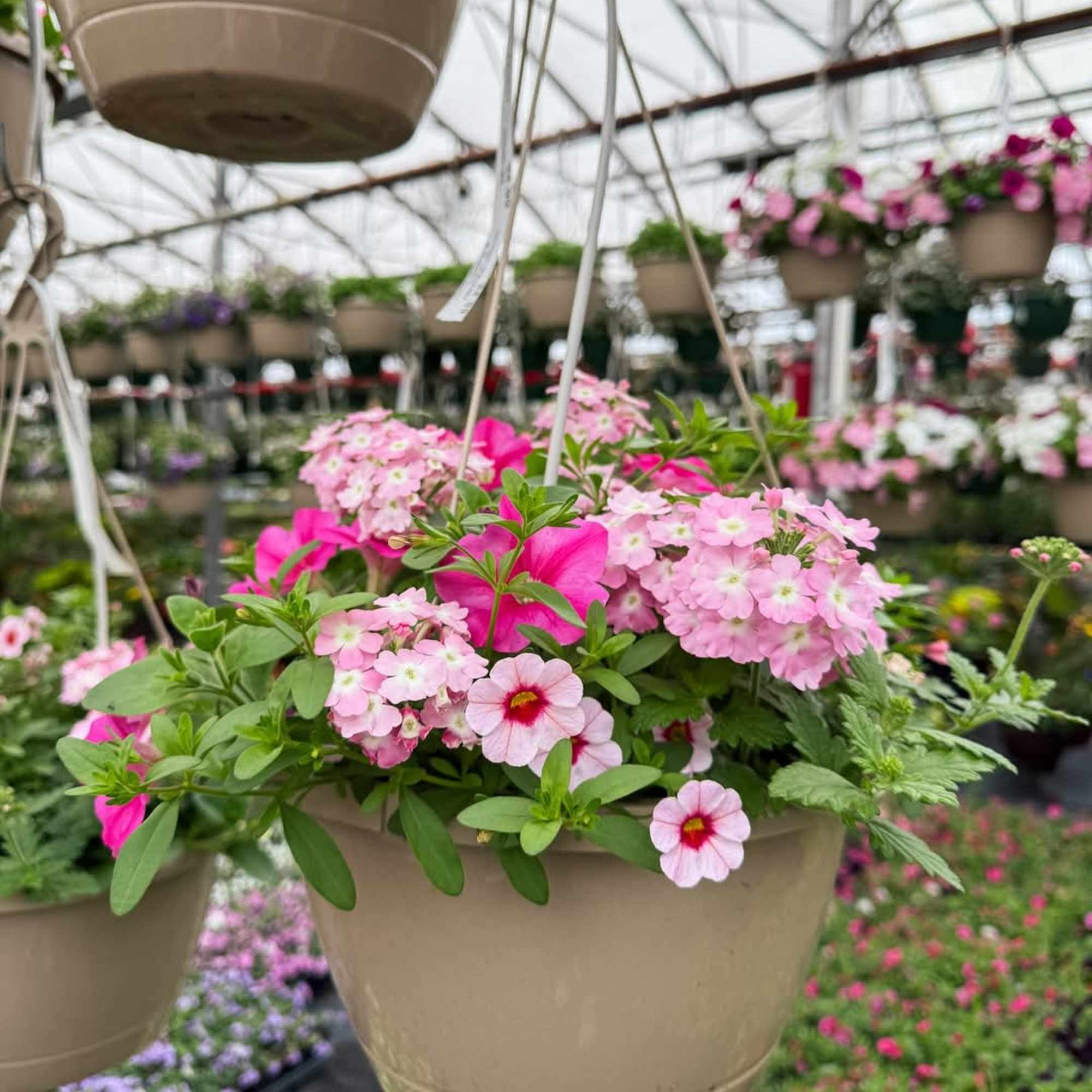 Hanging planter with pink flowers in a beige pot