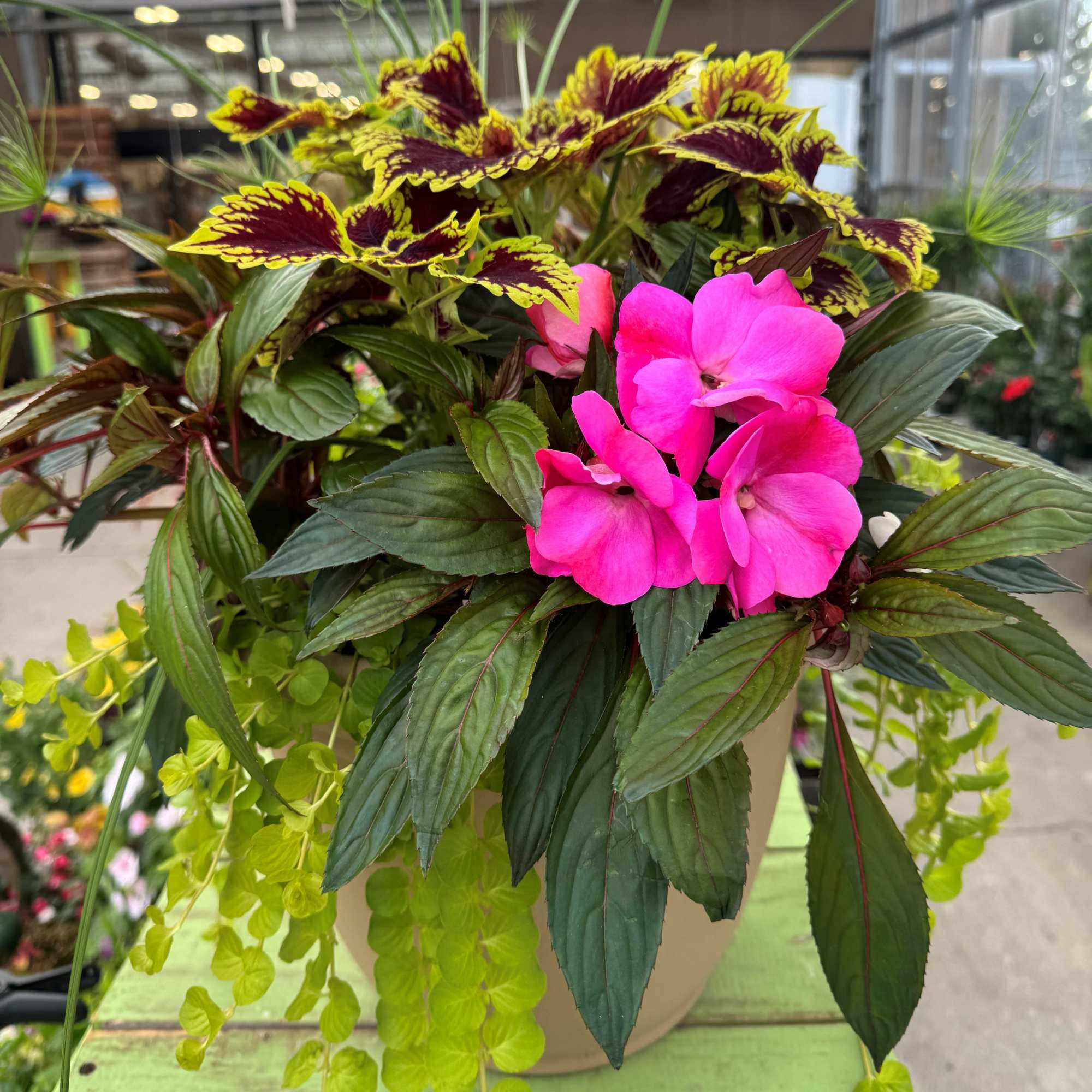 A beautiful mix of colorful annuals in a tub. A variety of