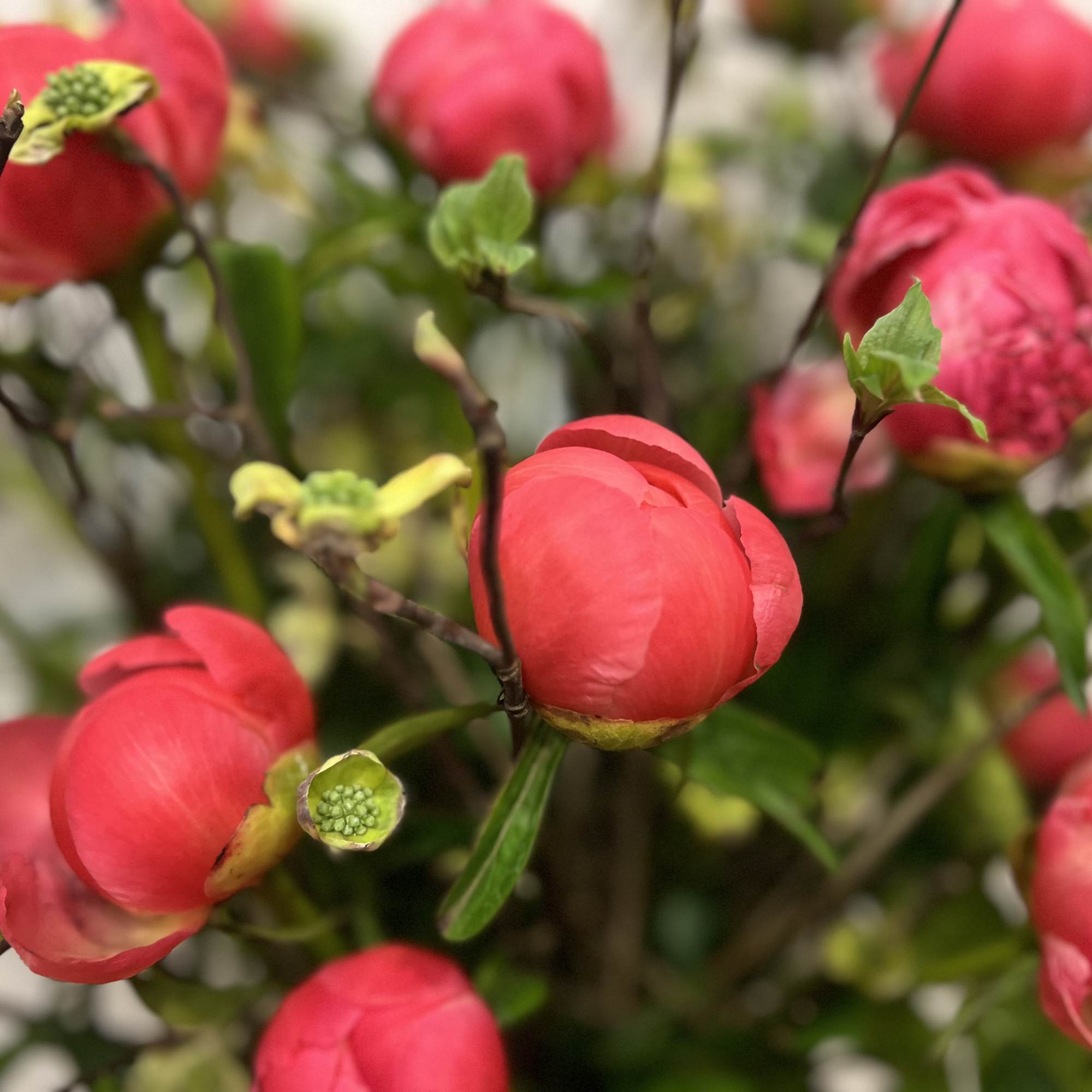 Medium high floral arrangement compose of an assortment of Coral charm peonies