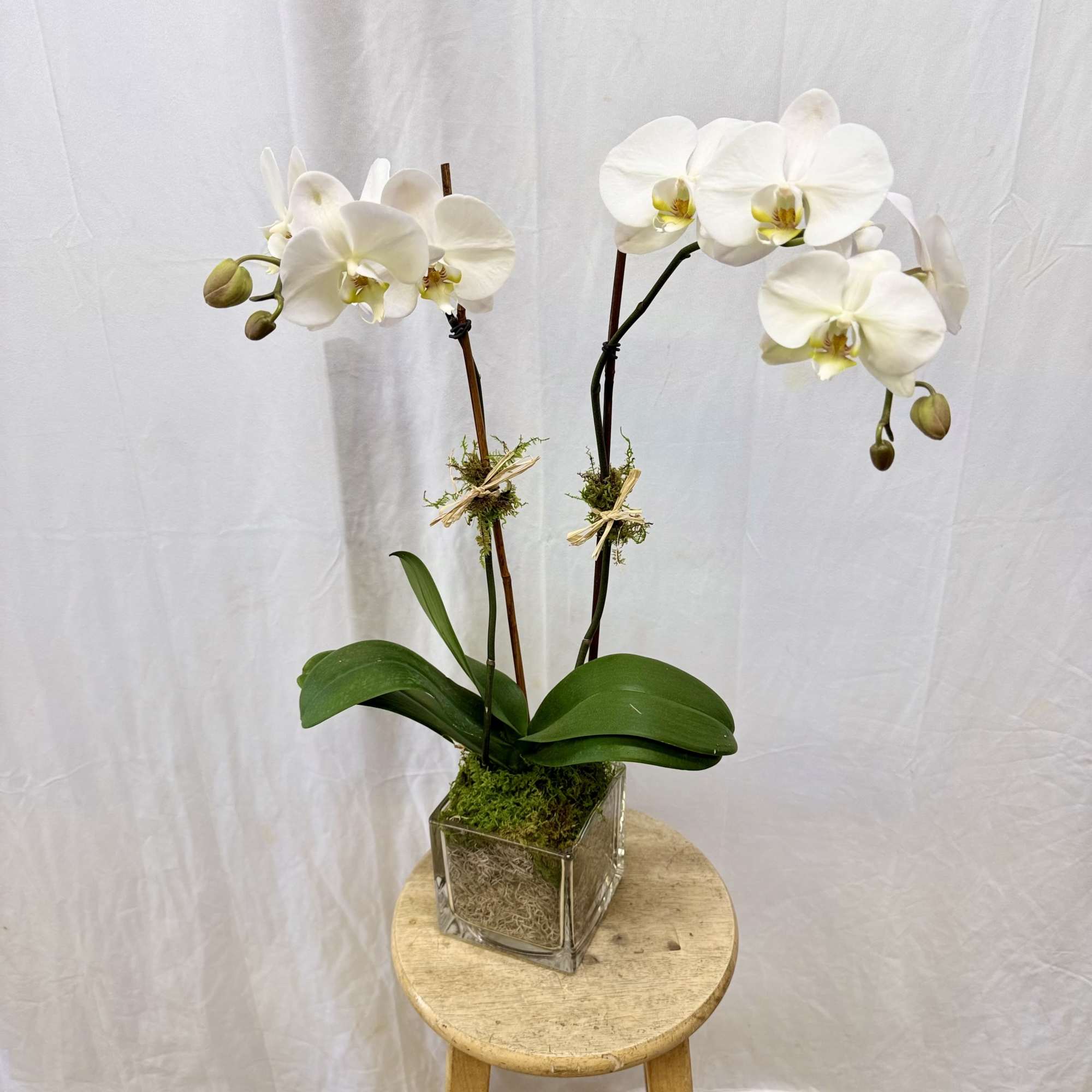 Double stem white orchid in a glass cube!