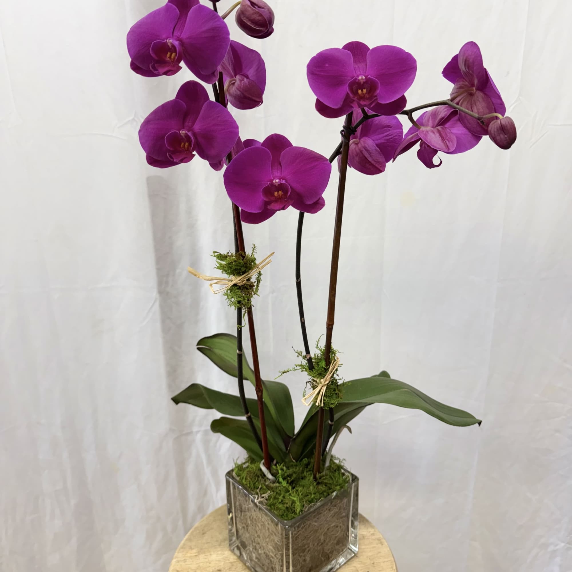 Double Stem Purple Orchid