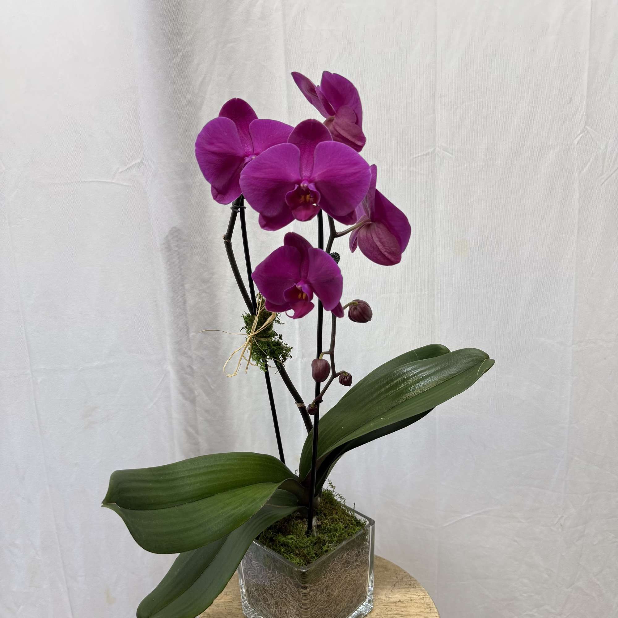 Single Stem Purple Orchid