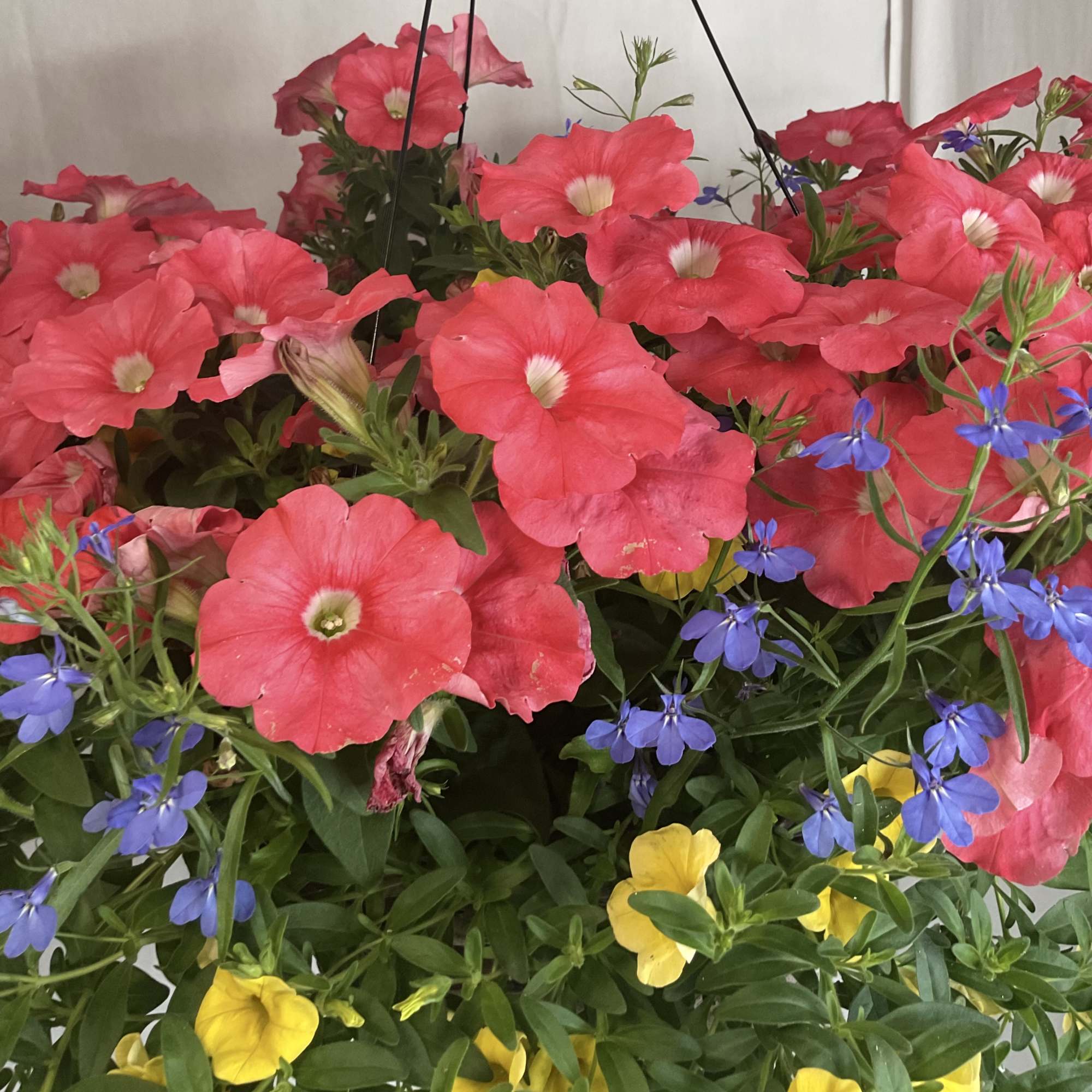 Hanging basket of pink, blue, and yellow petunia-like flowers