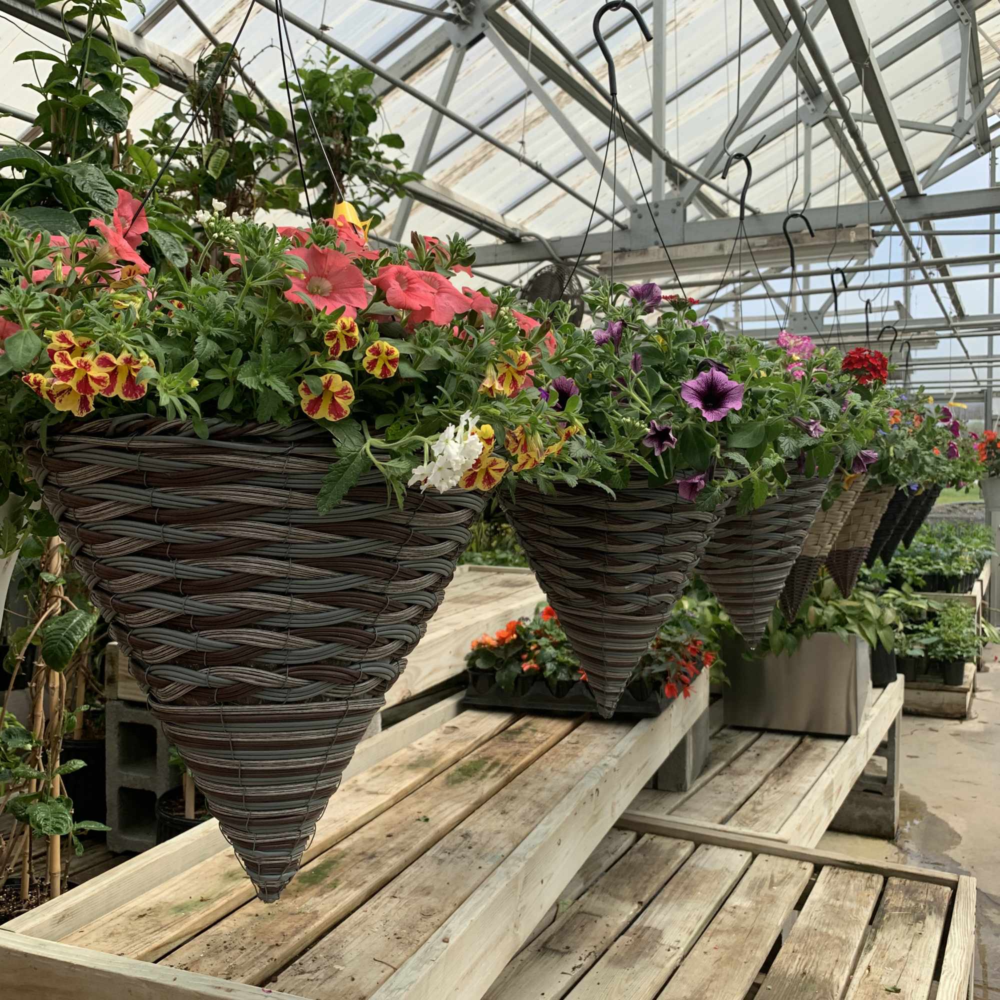 Hanging cone baskets filled with colorful petunias in a greenhouse