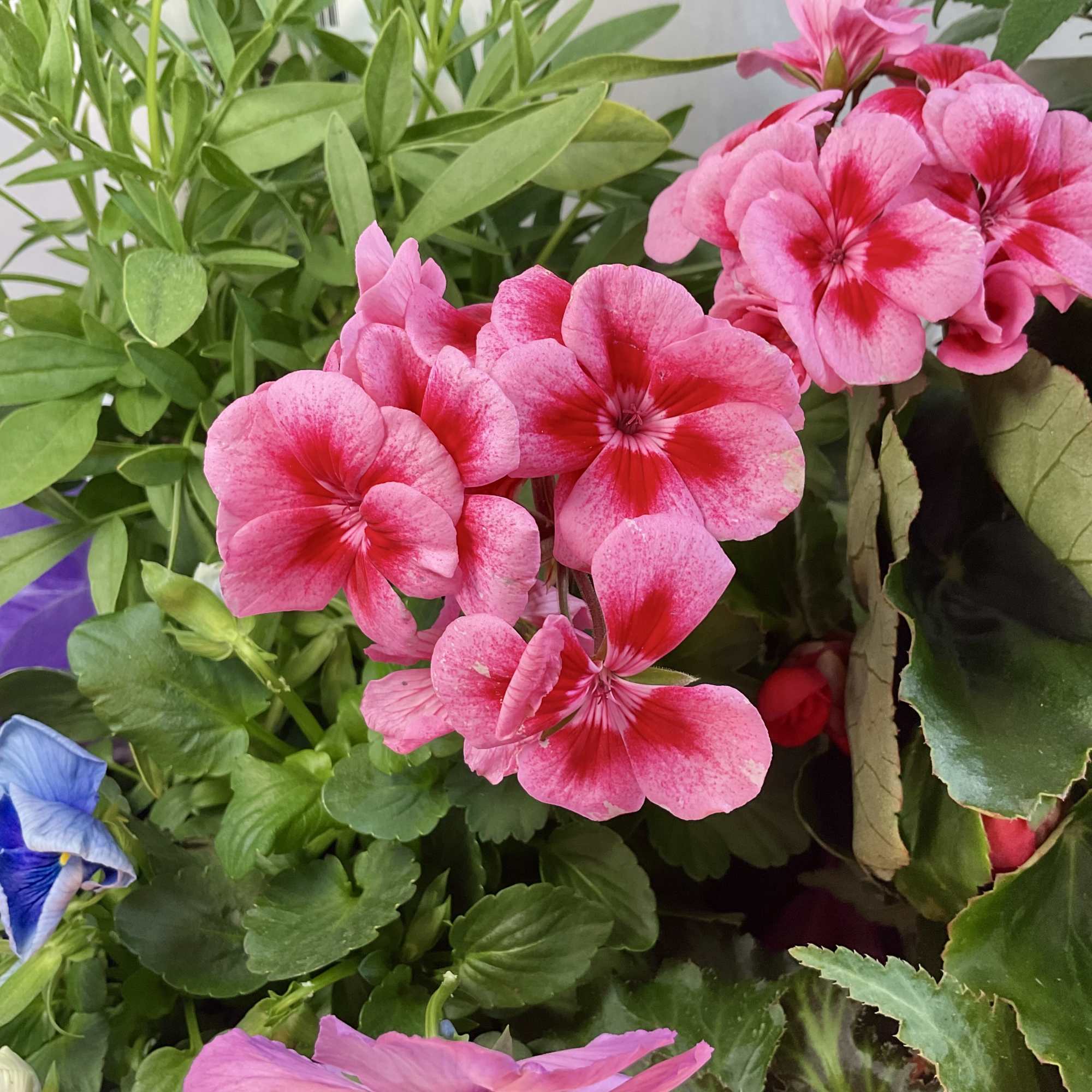 Pink geranium flowers with green foliage and a small blue bloom