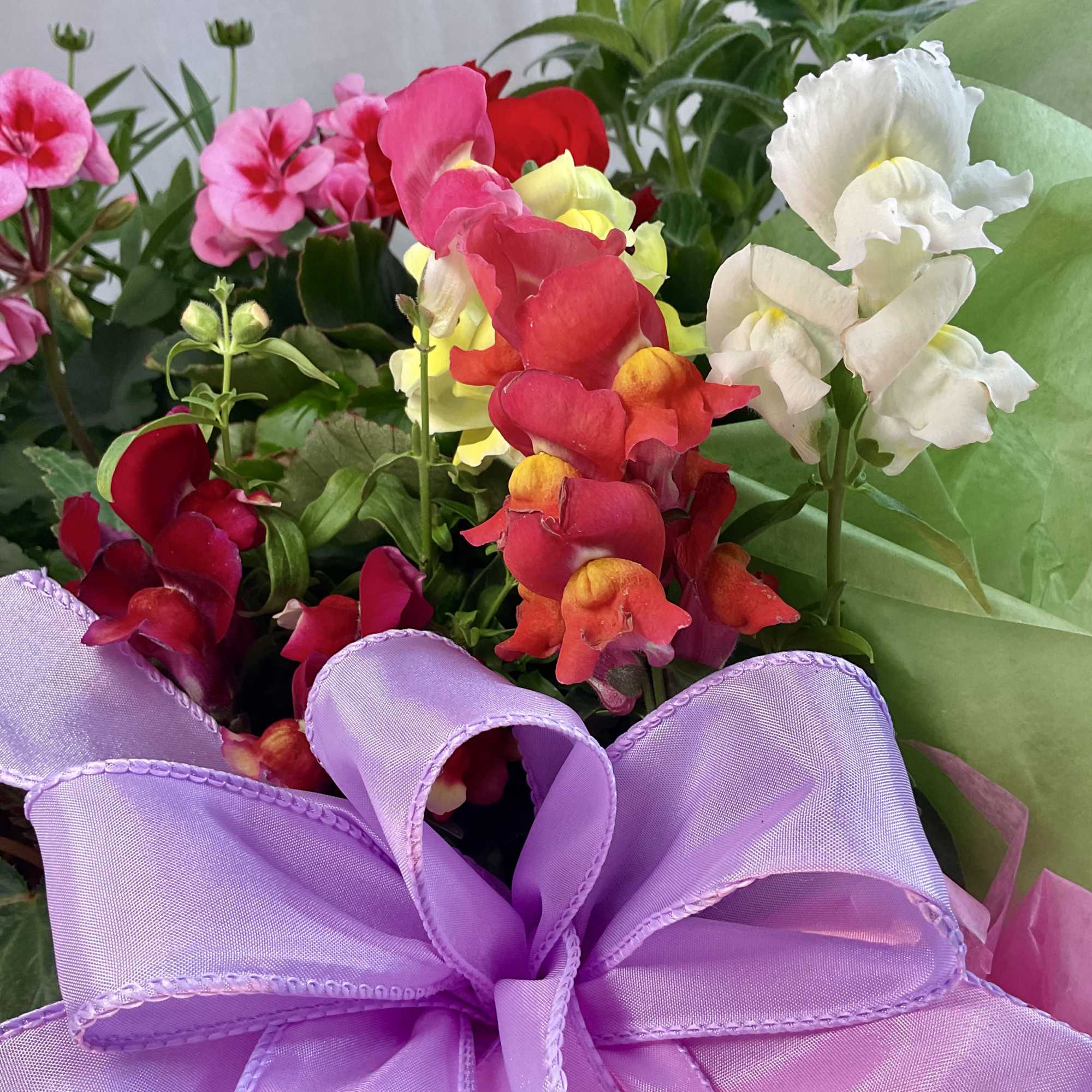 Bouquet of colorful snapdragons with a purple ribbon bow