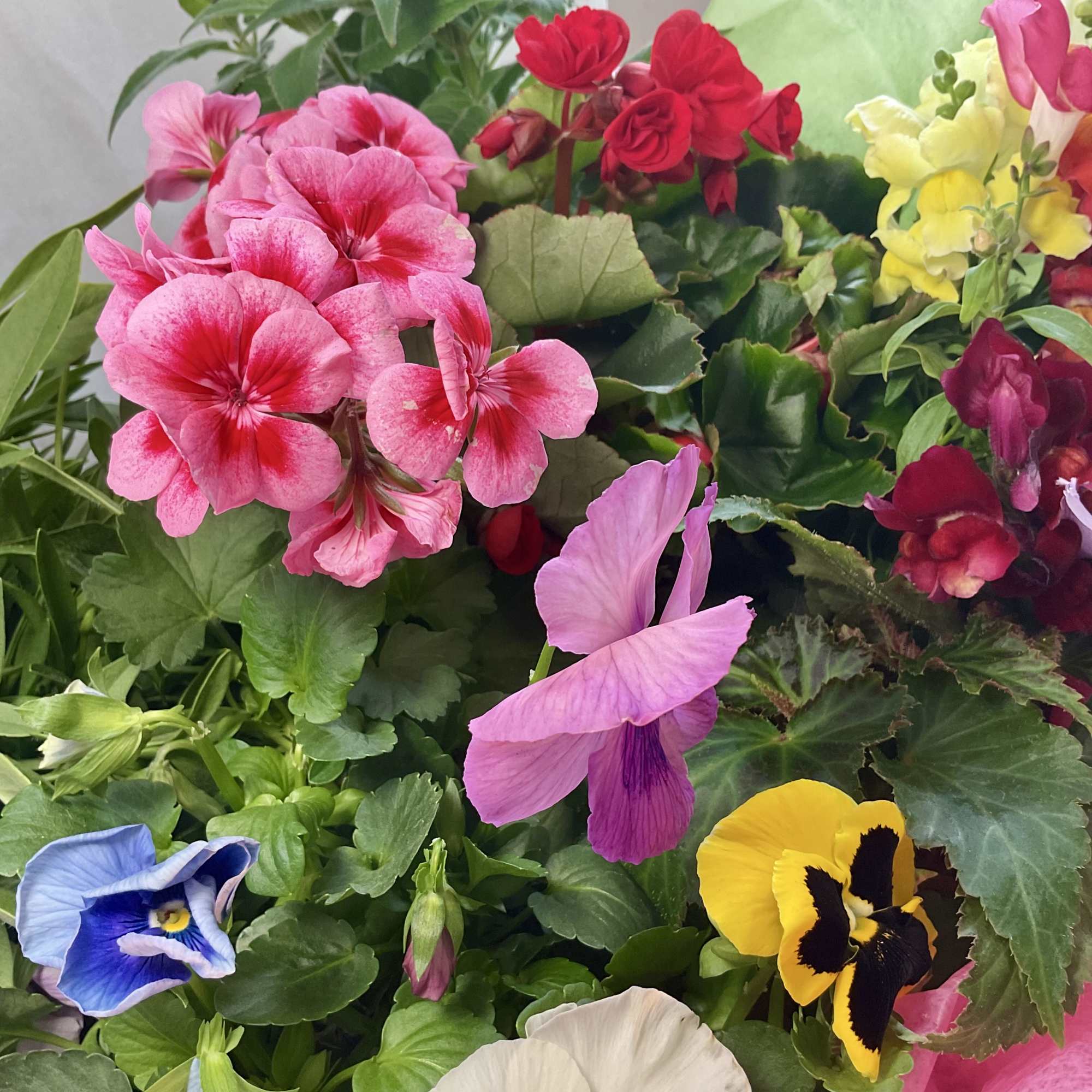 Colorful potted flowers with pink, red, yellow, blue, and purple blooms
