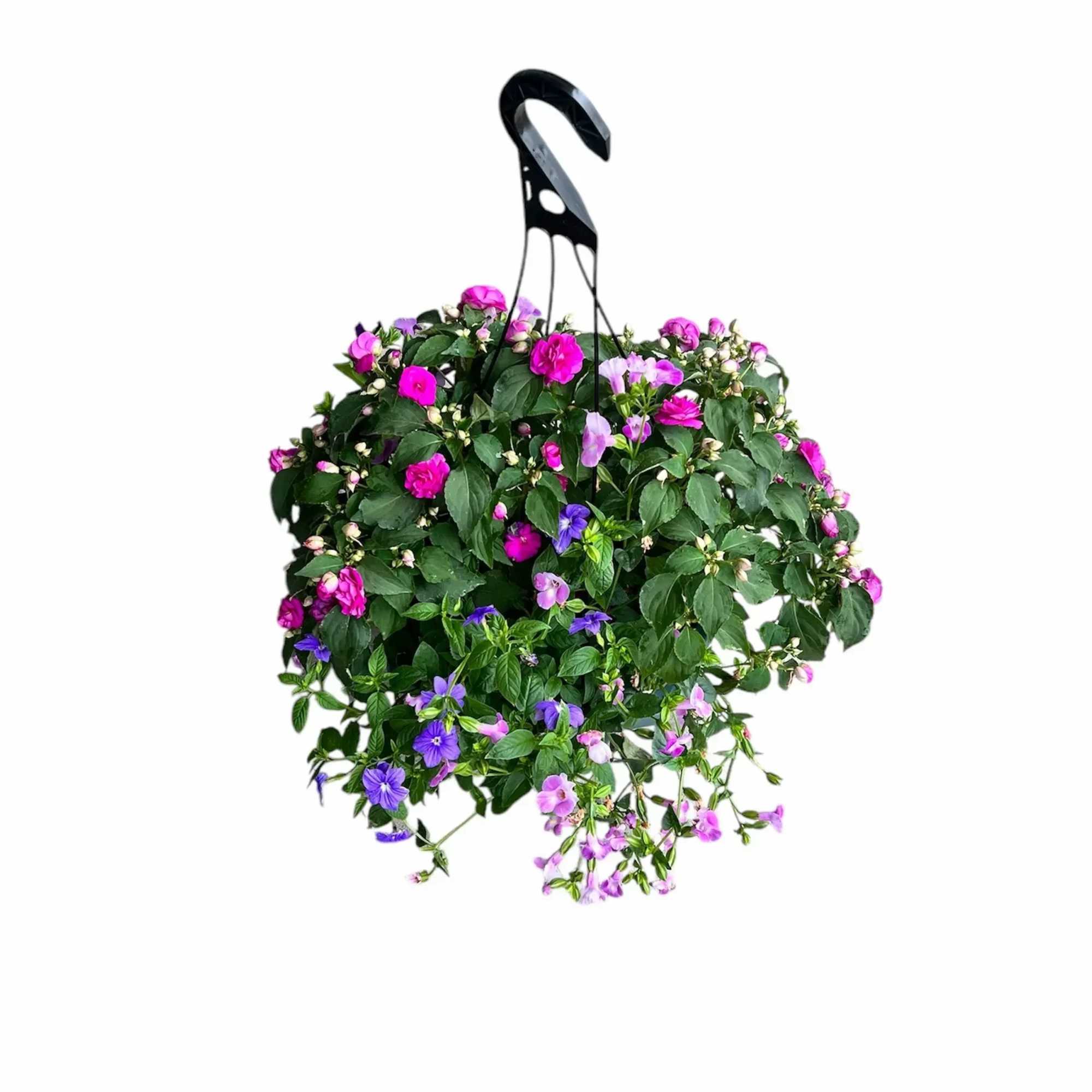Hanging basket of pink and purple flowers with trailing blooms