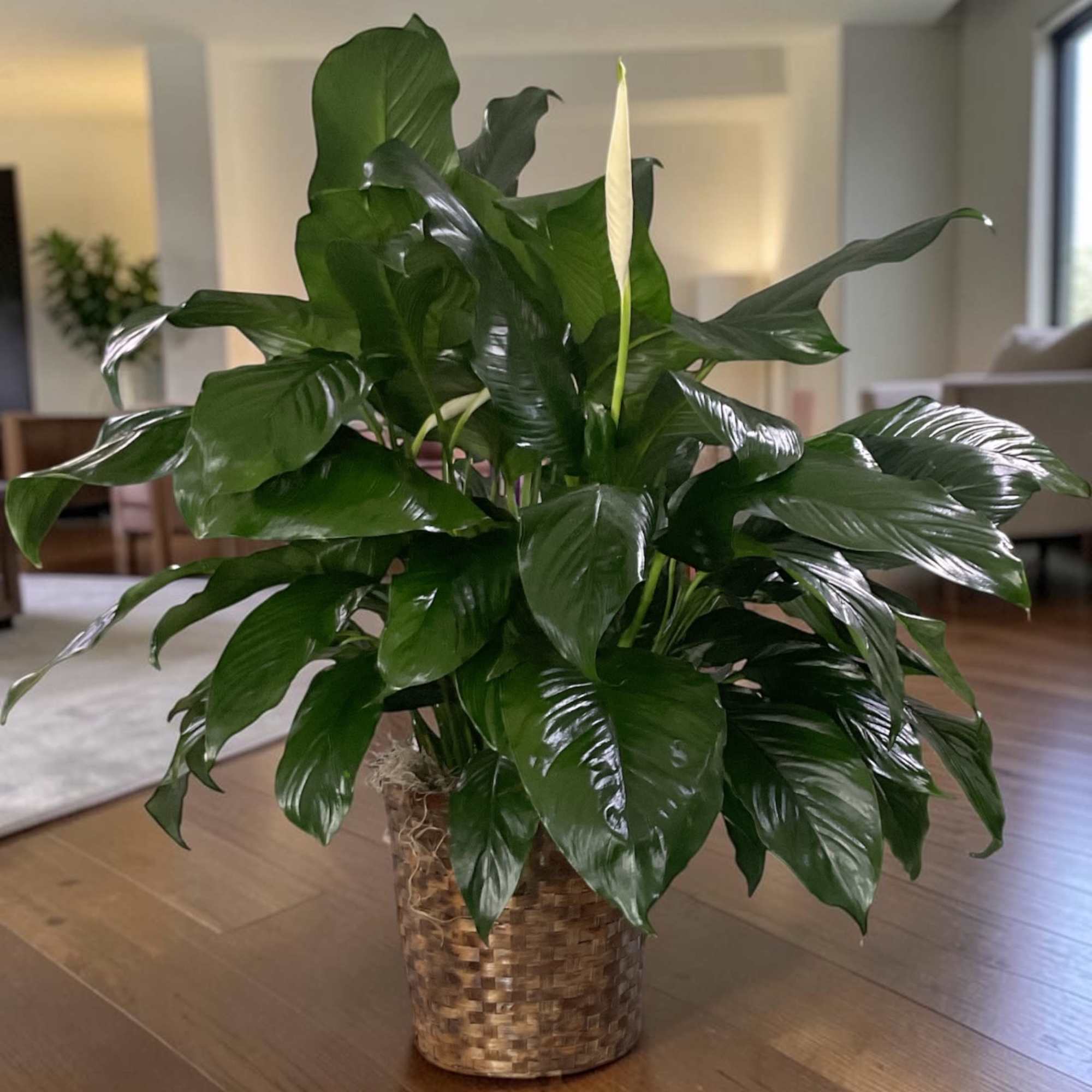 Graceful, elegant, and effortlessly timeless, the Peace Lily is a go-to plant