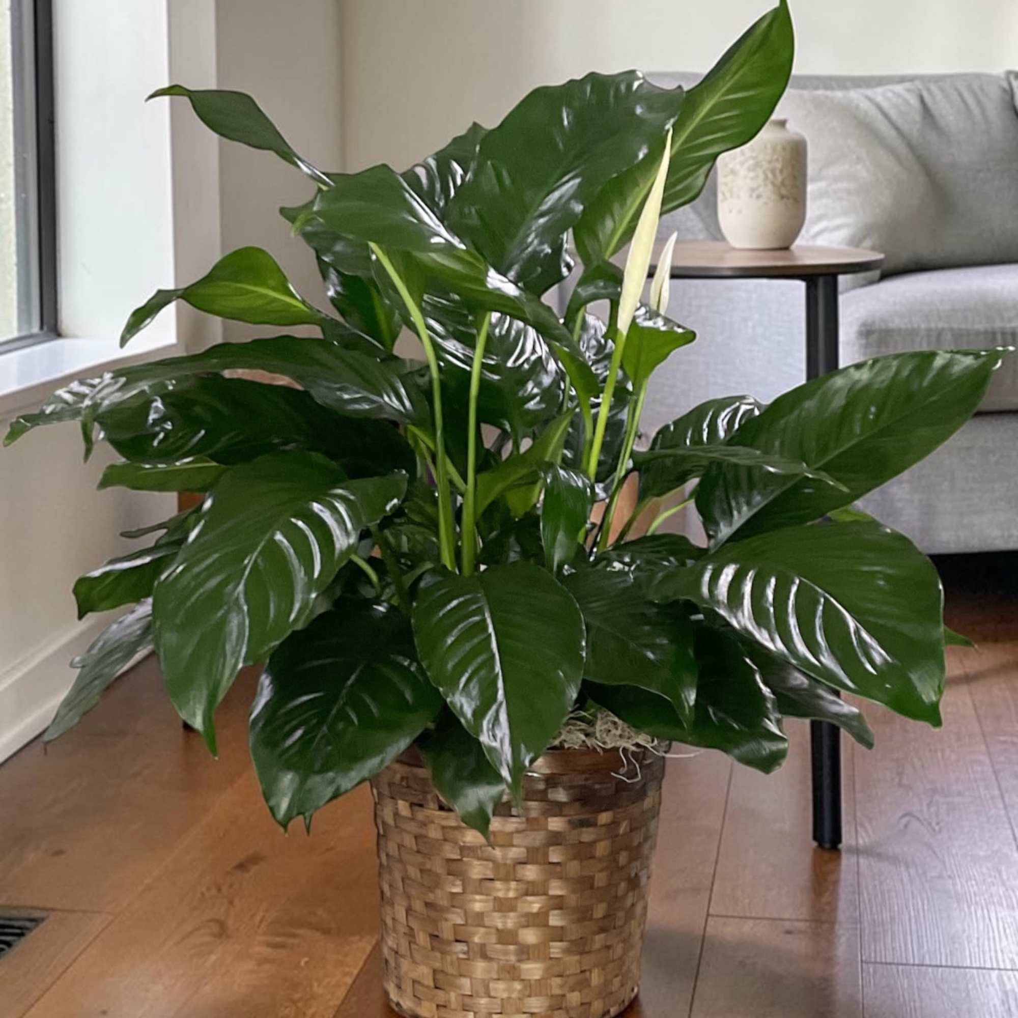 Graceful, elegant, and effortlessly timeless, the Peace Lily is a go-to plant